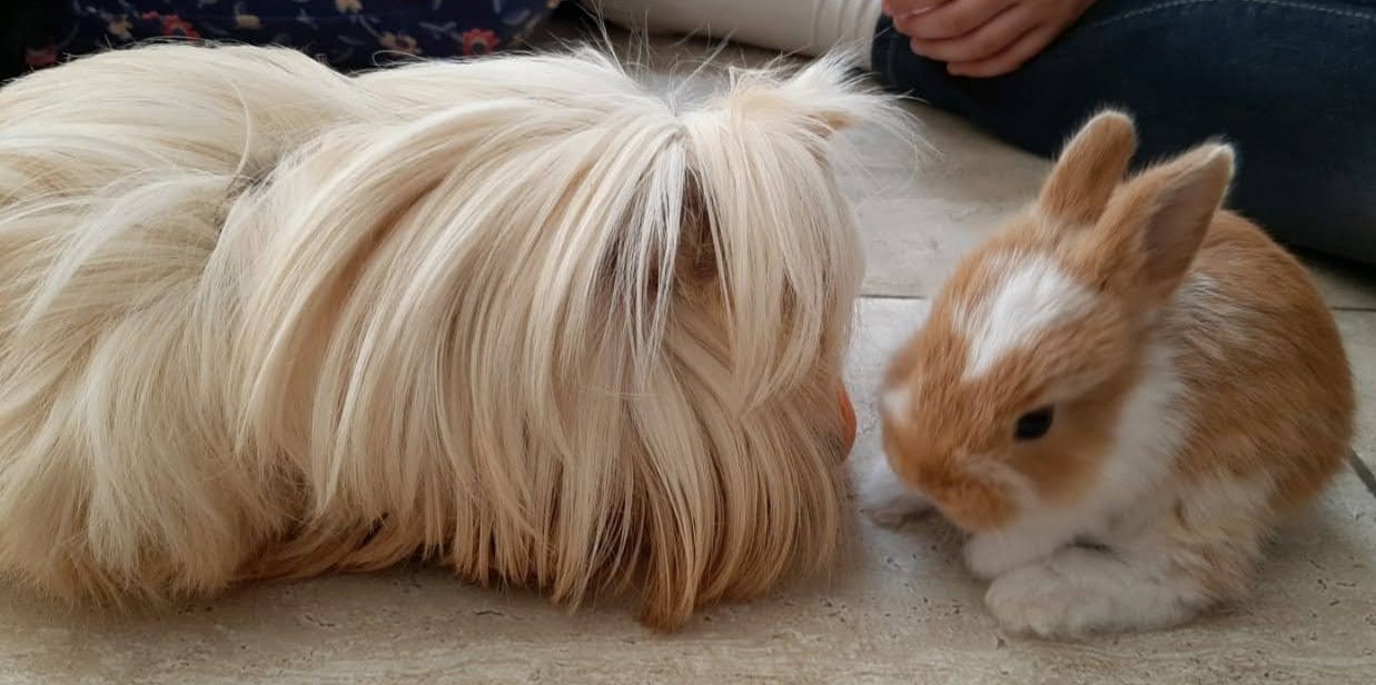 MM Conejitos 13