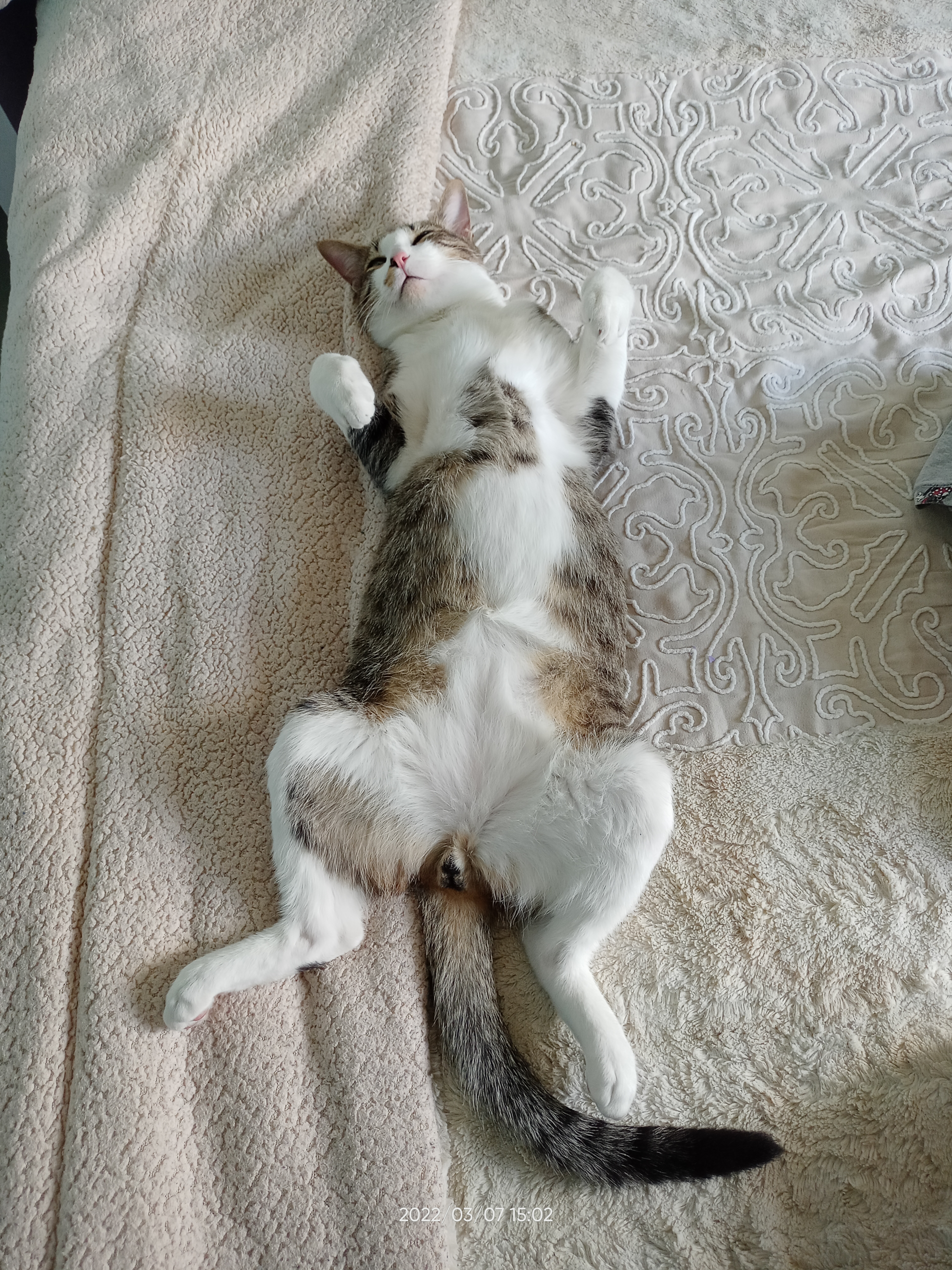 Mi gato