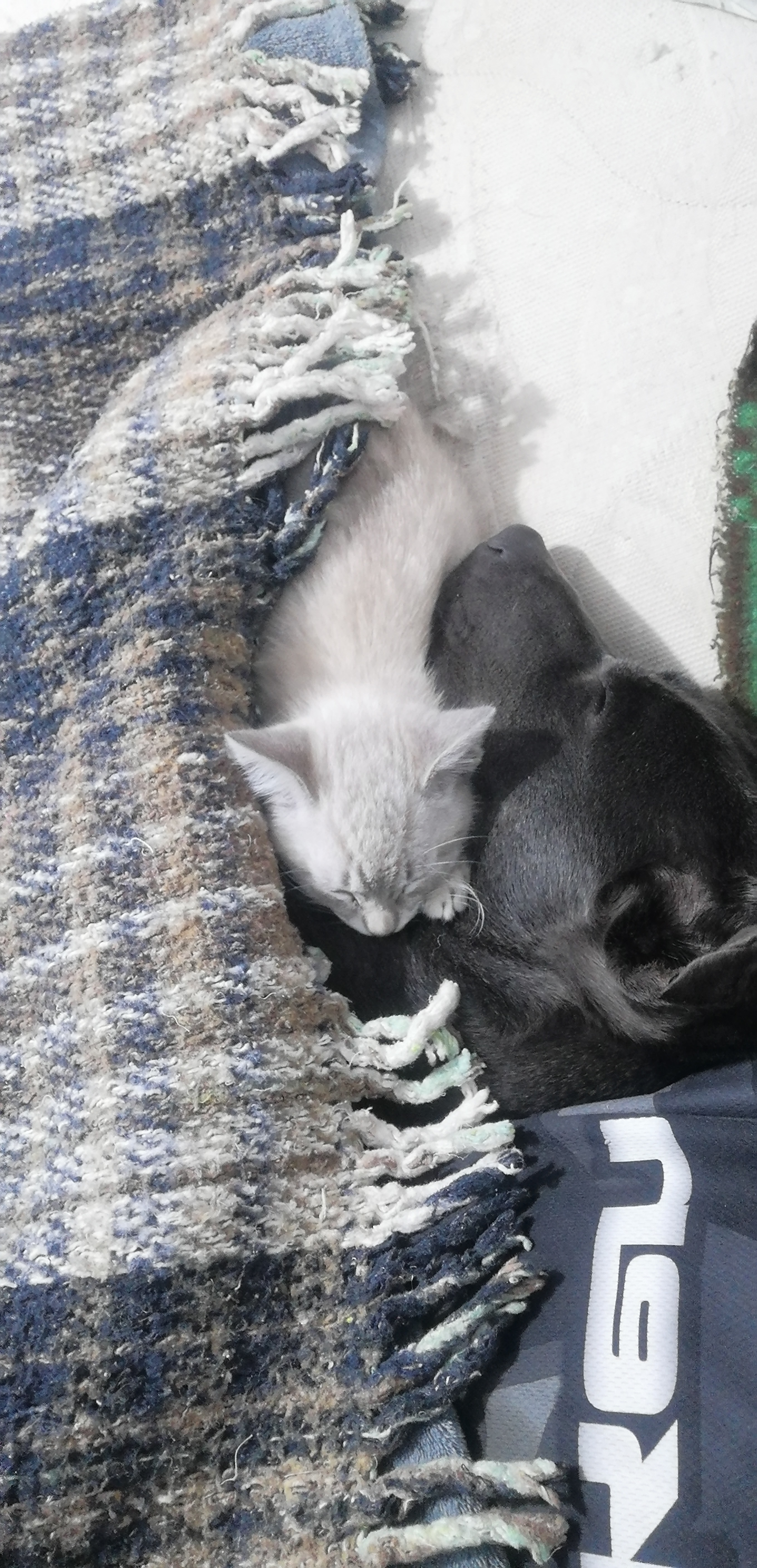 Mis chabos