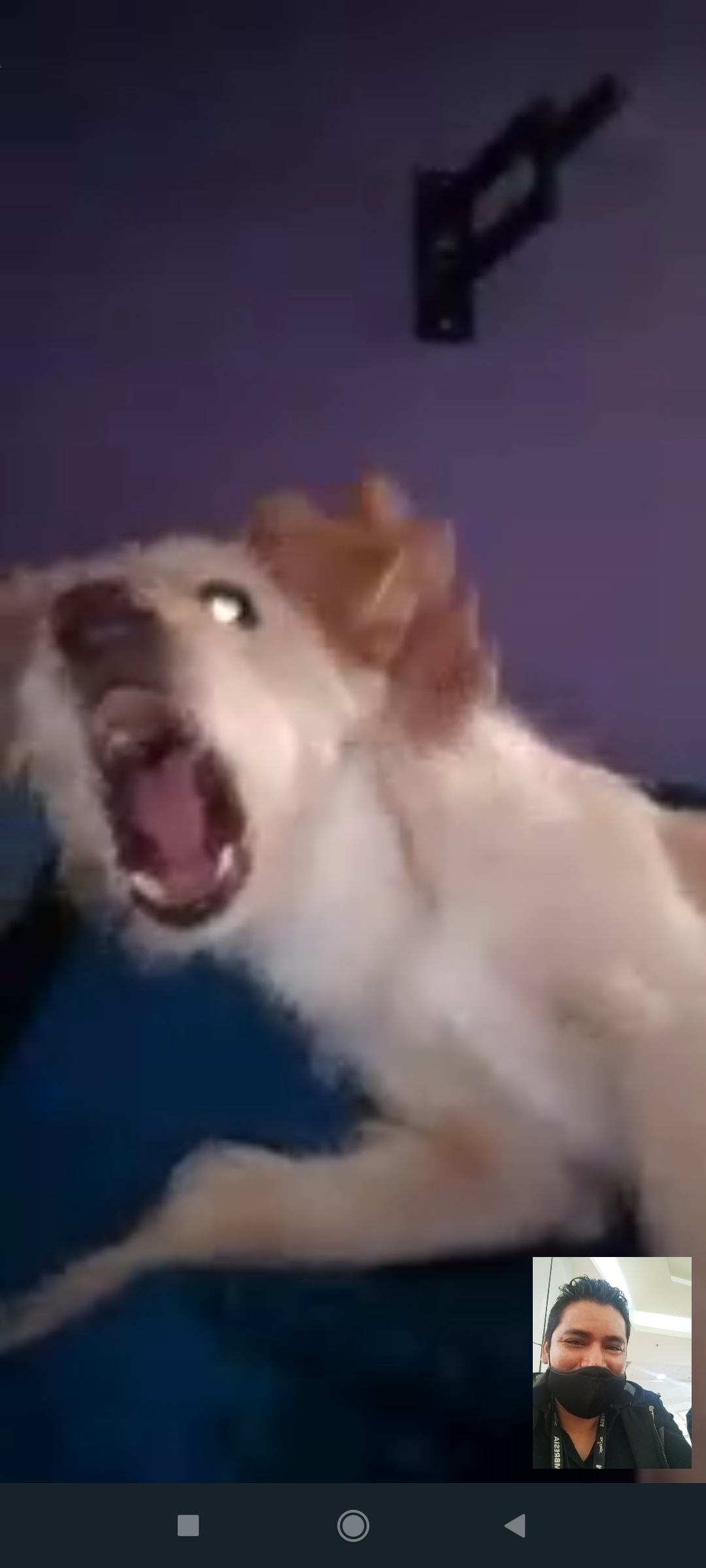 El perro maldito