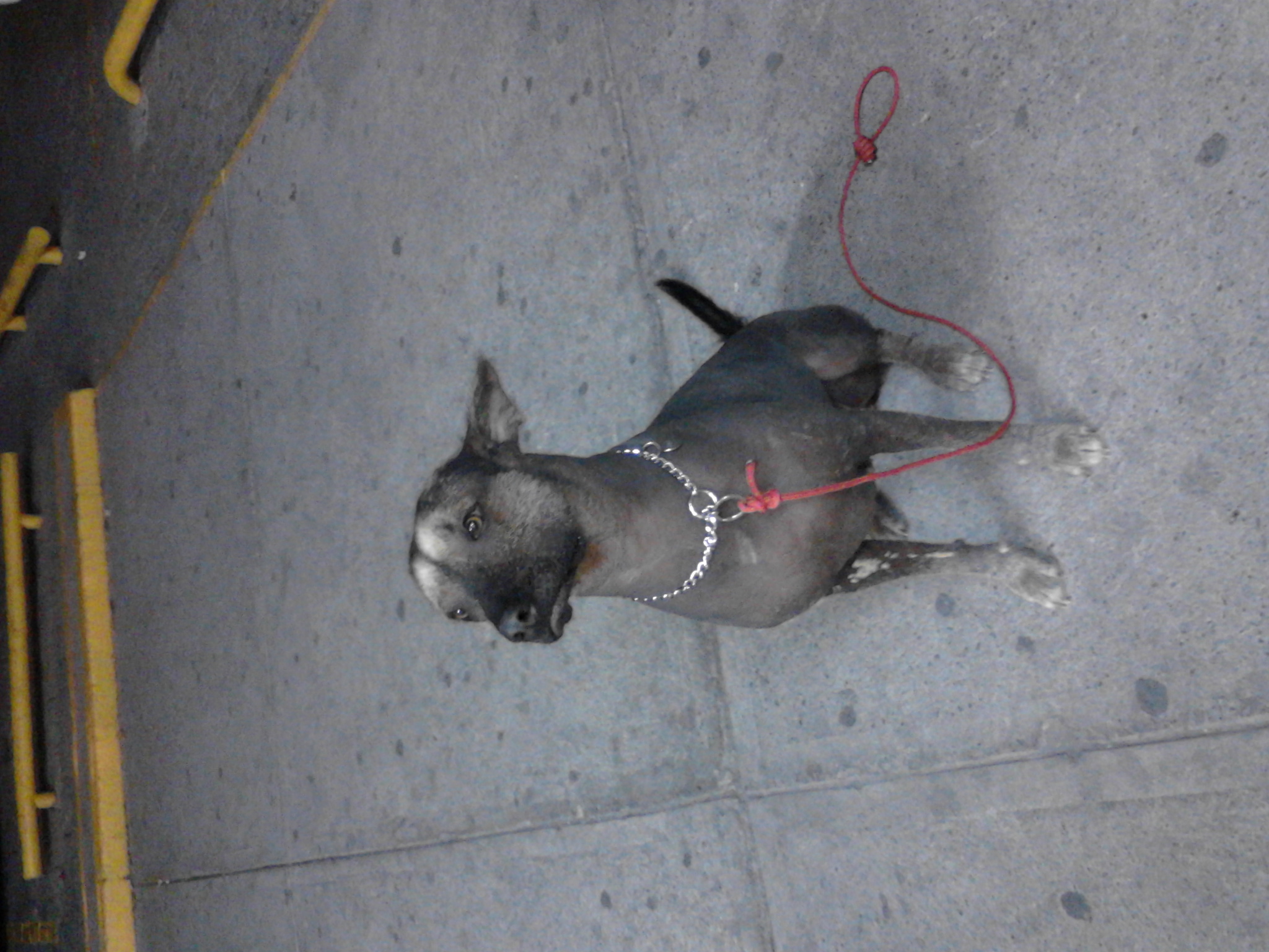Xolo