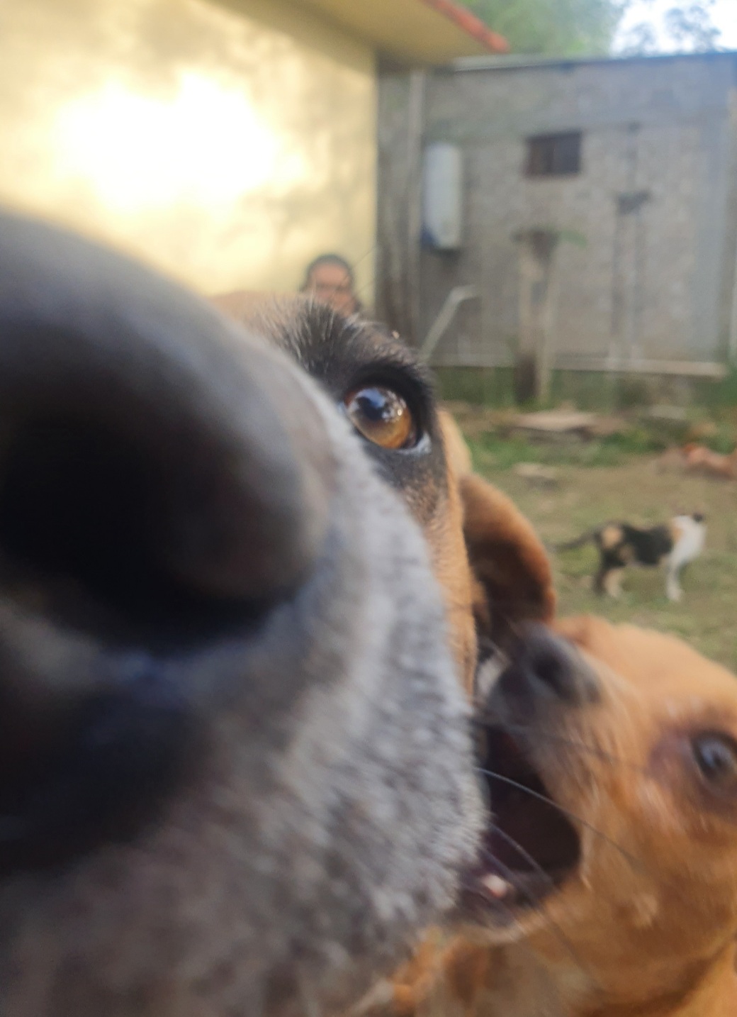 Who let the dog's out