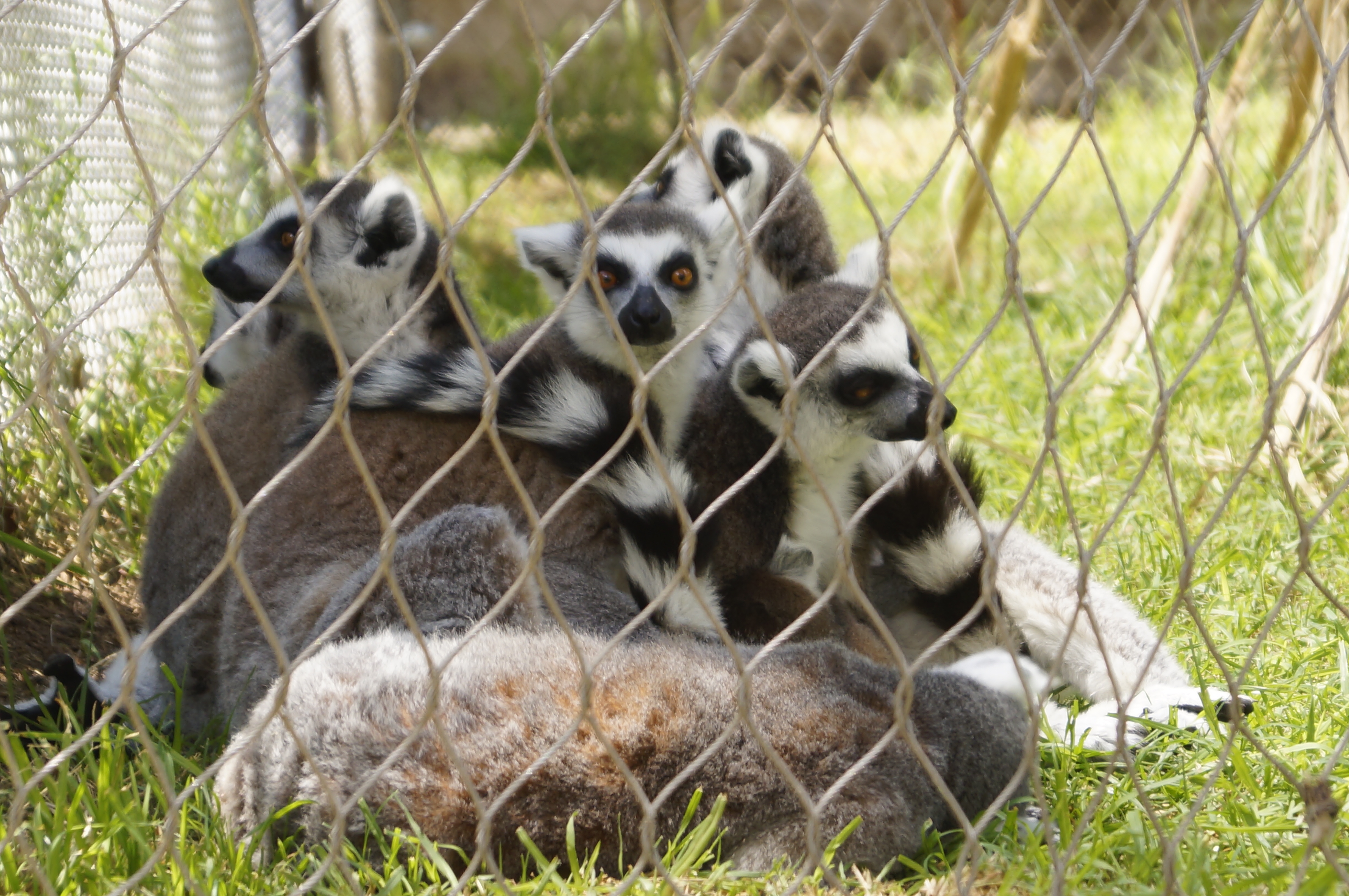 lemur