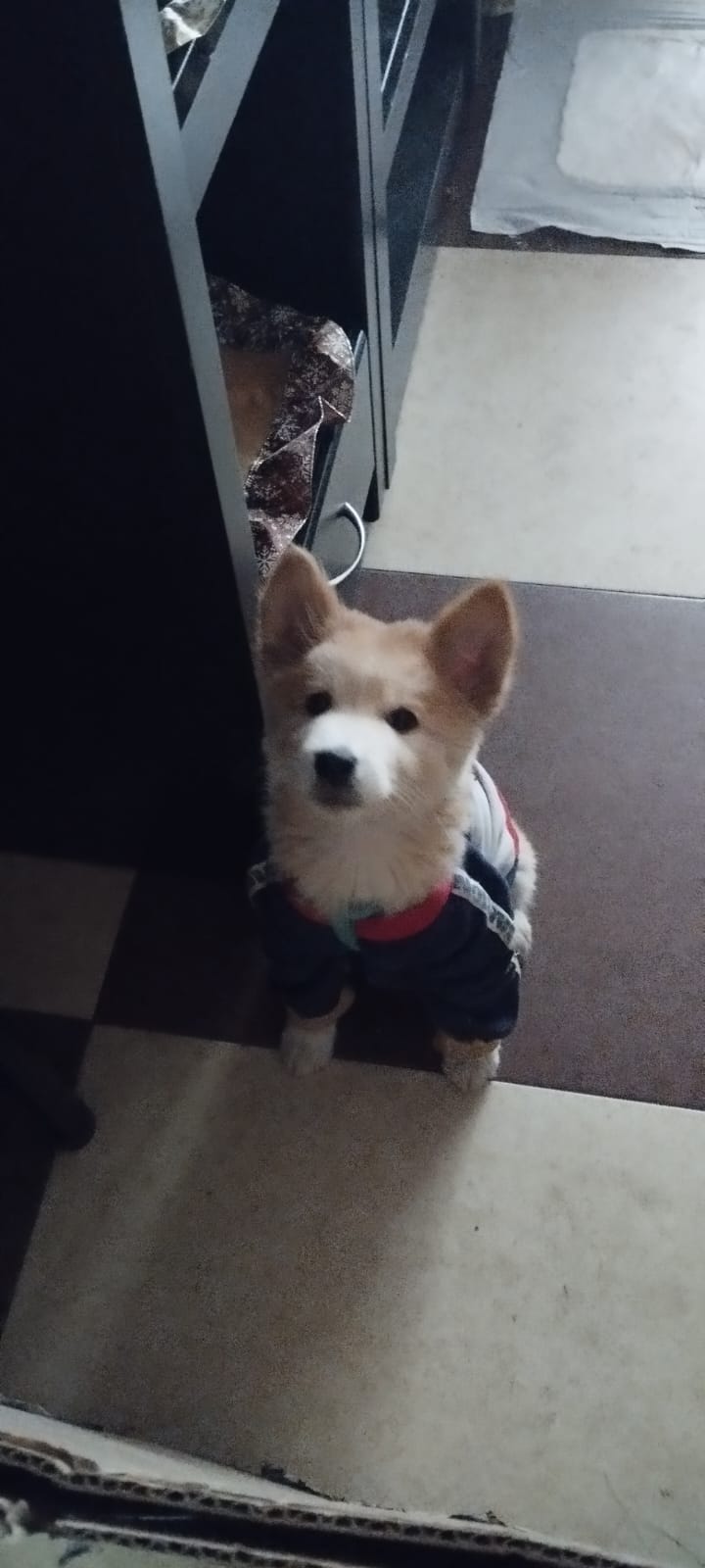 Chiquito pero bonito
