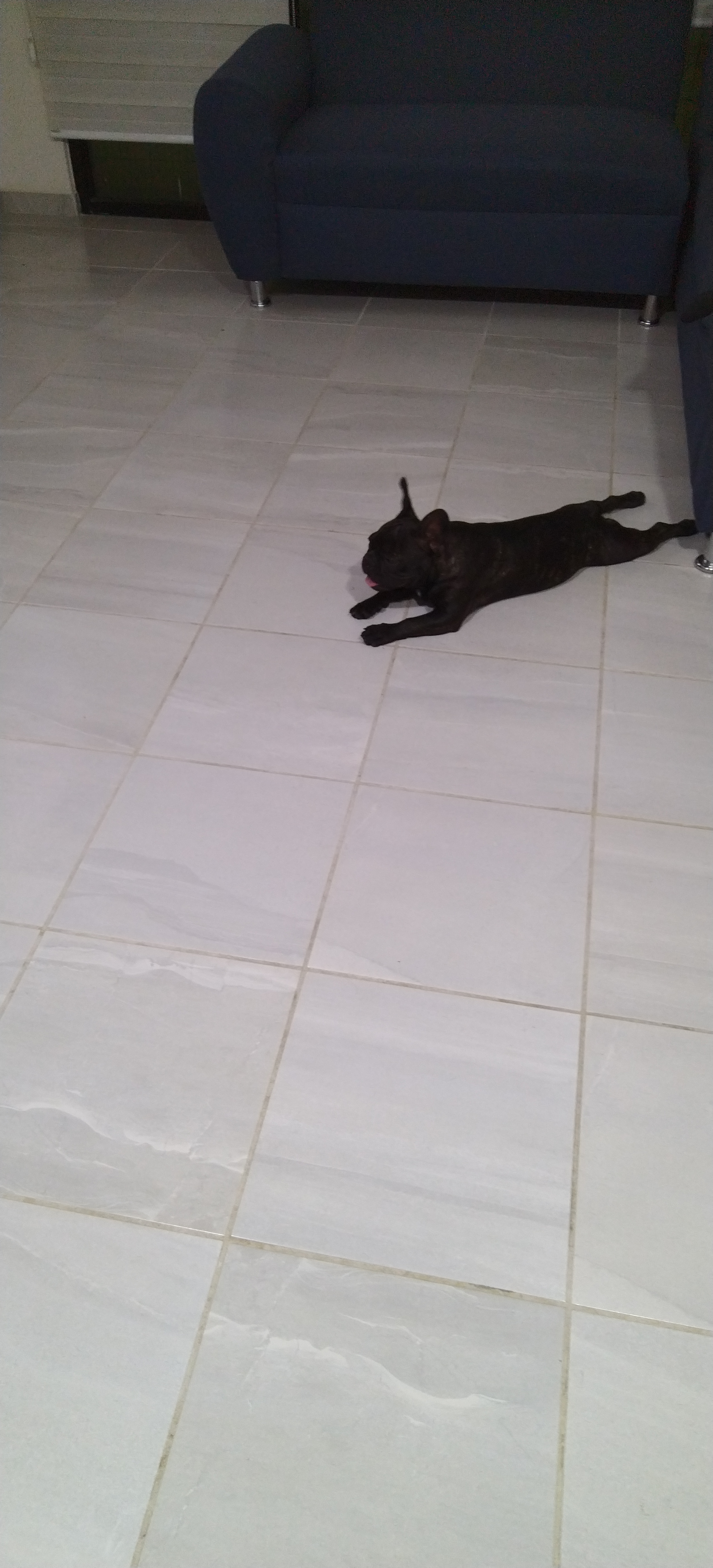 Rex