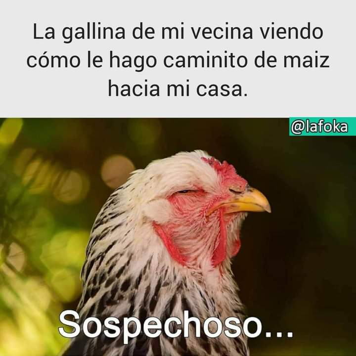 Gallito feliz