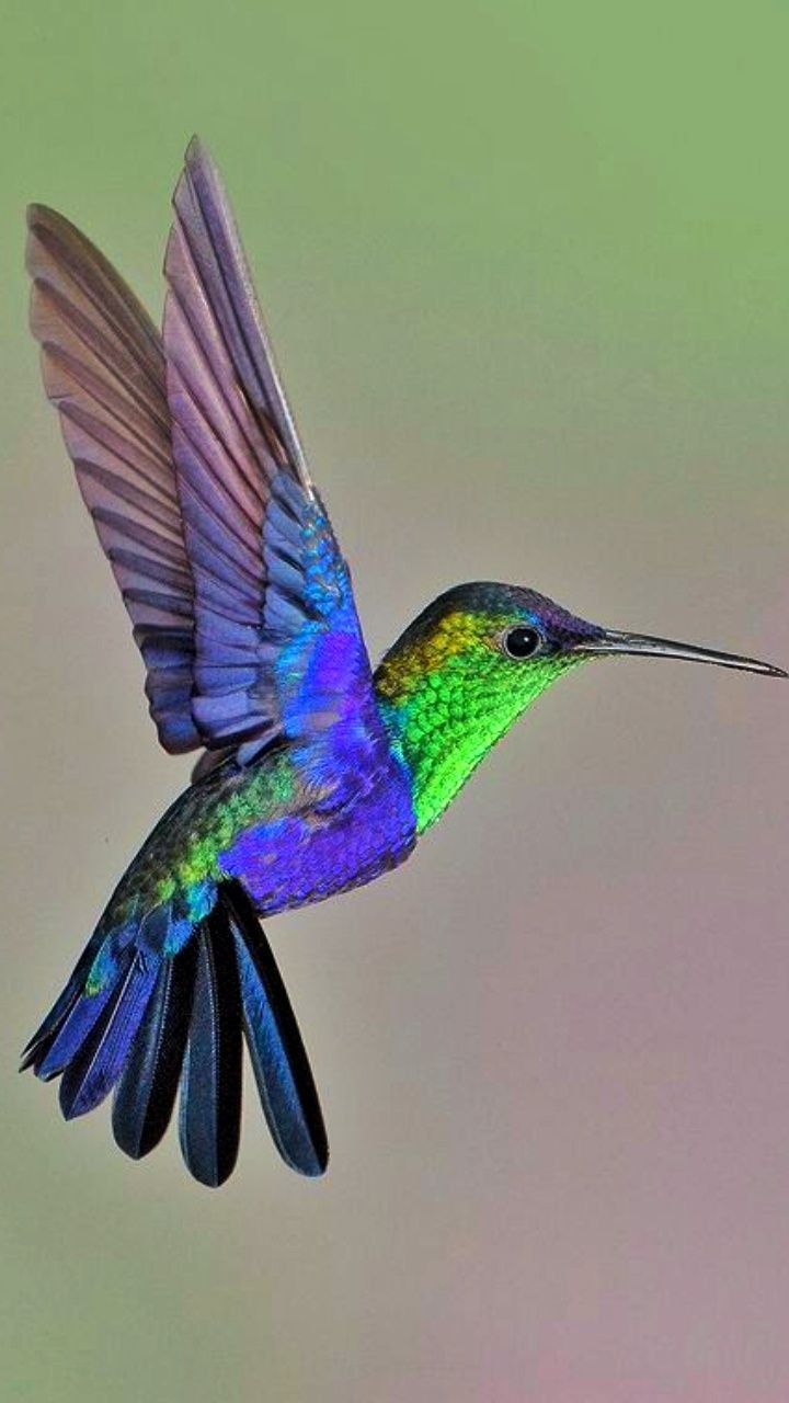 Colibrí