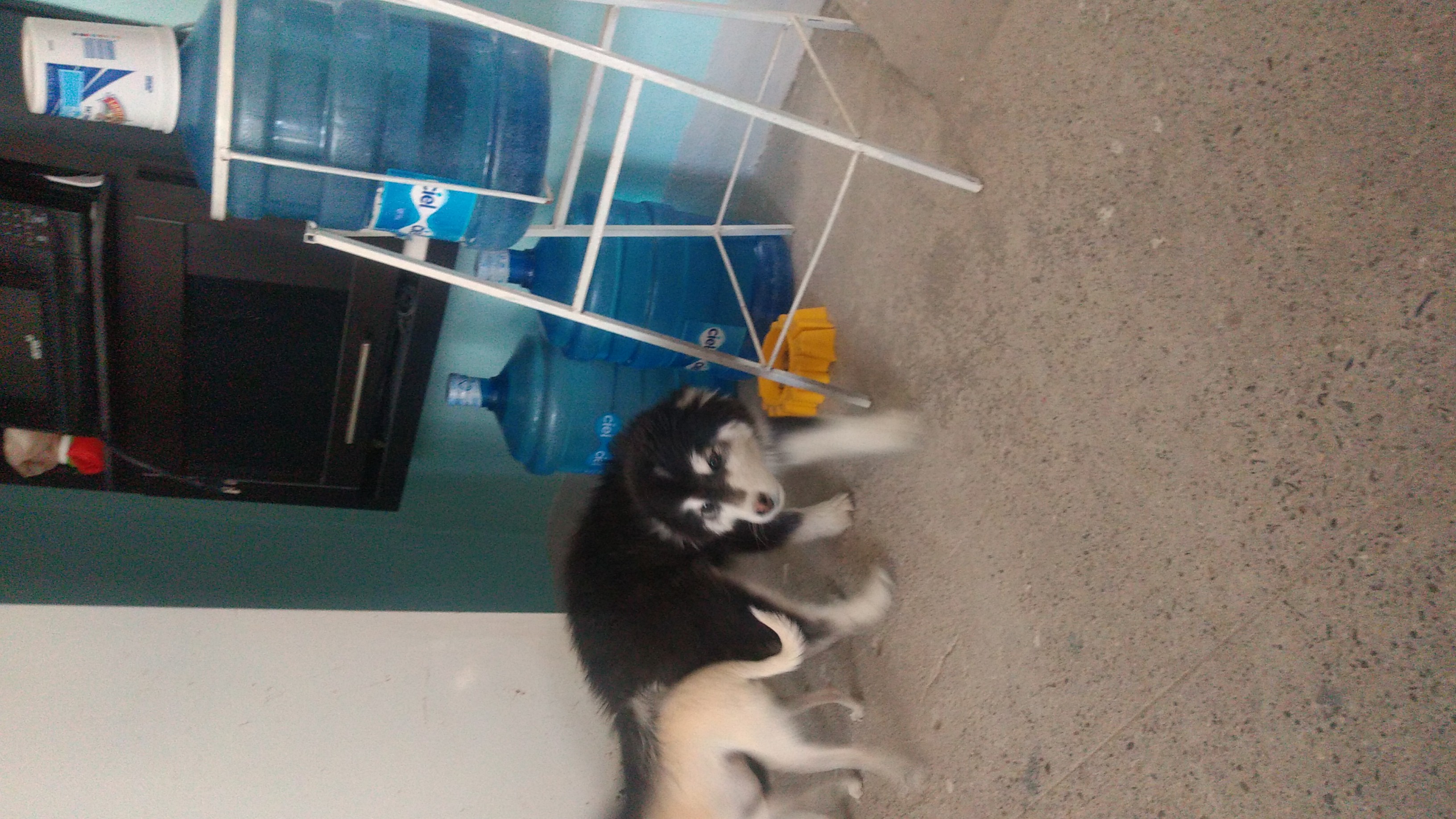 Kukis