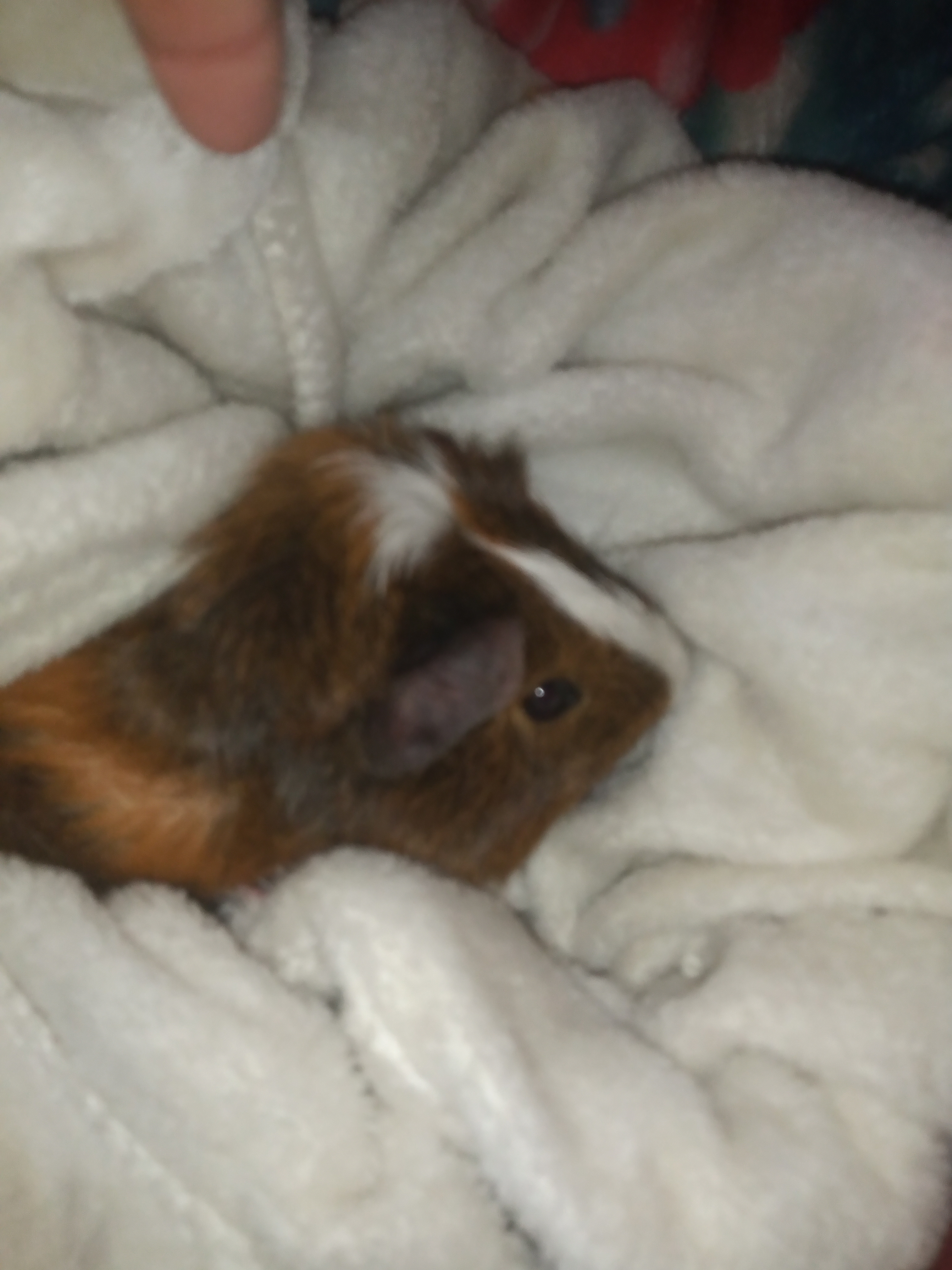 Oreo