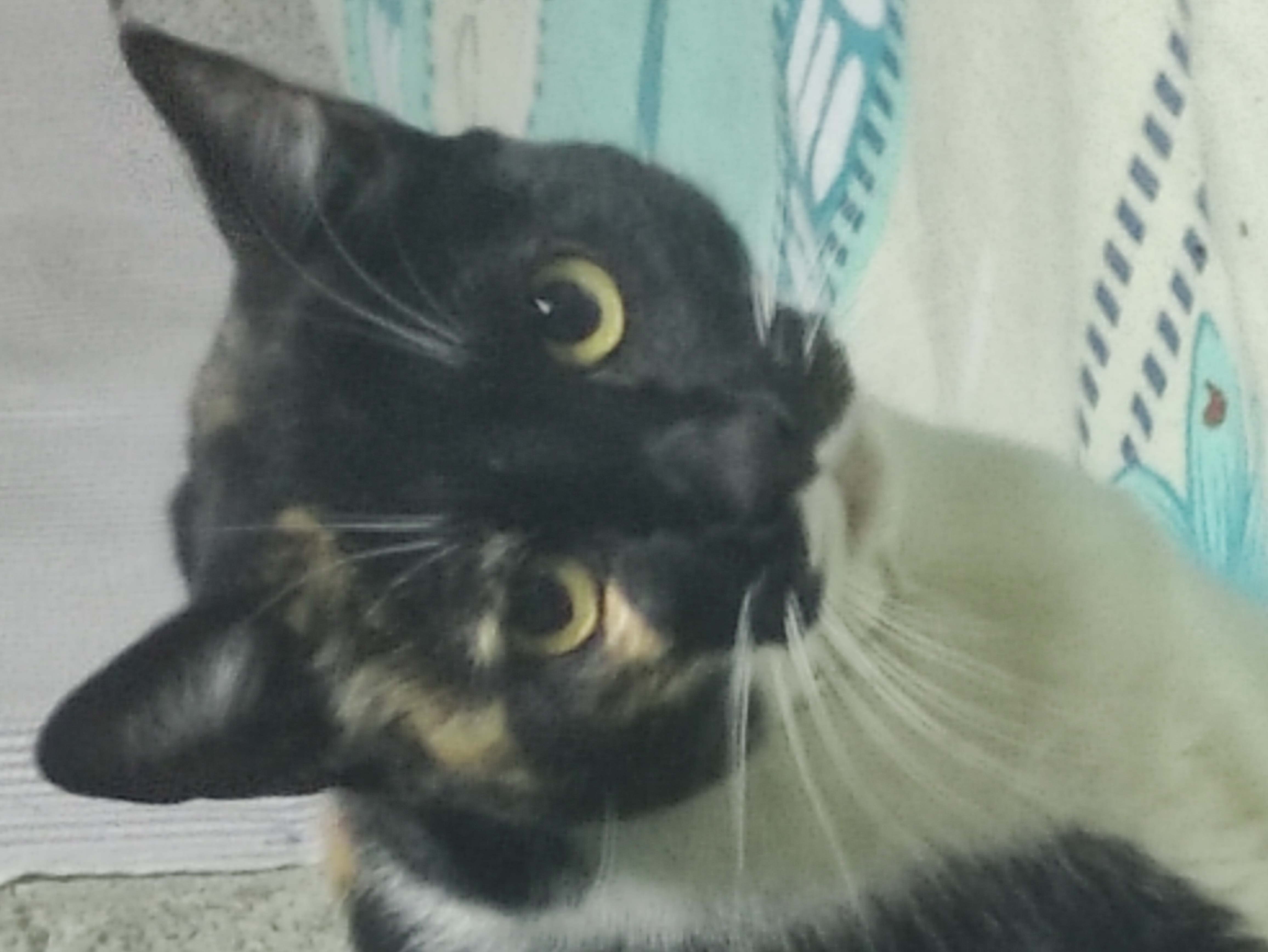 Te observo