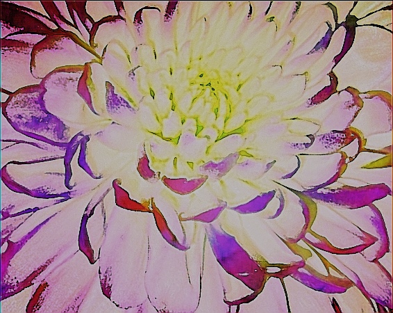 Flor estridente