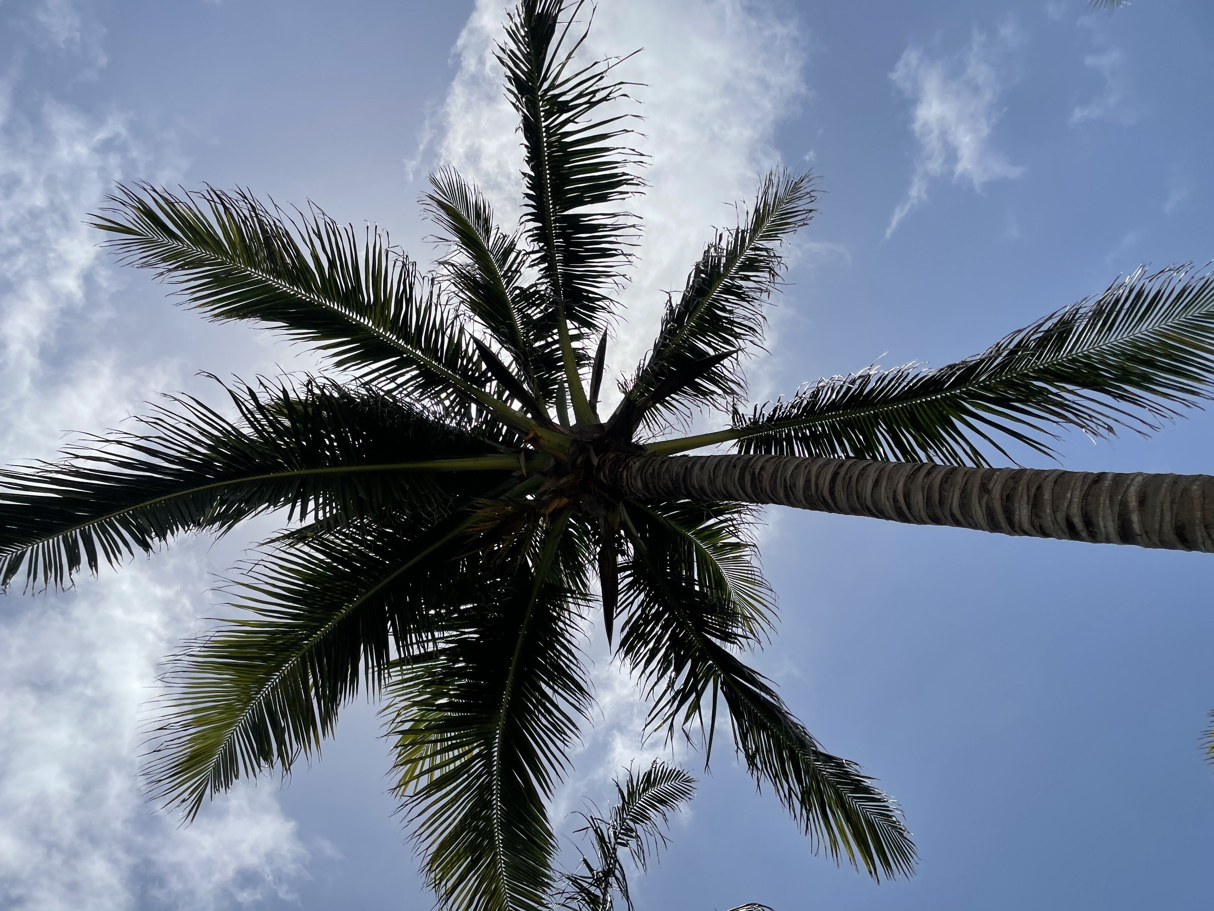 PALMERA