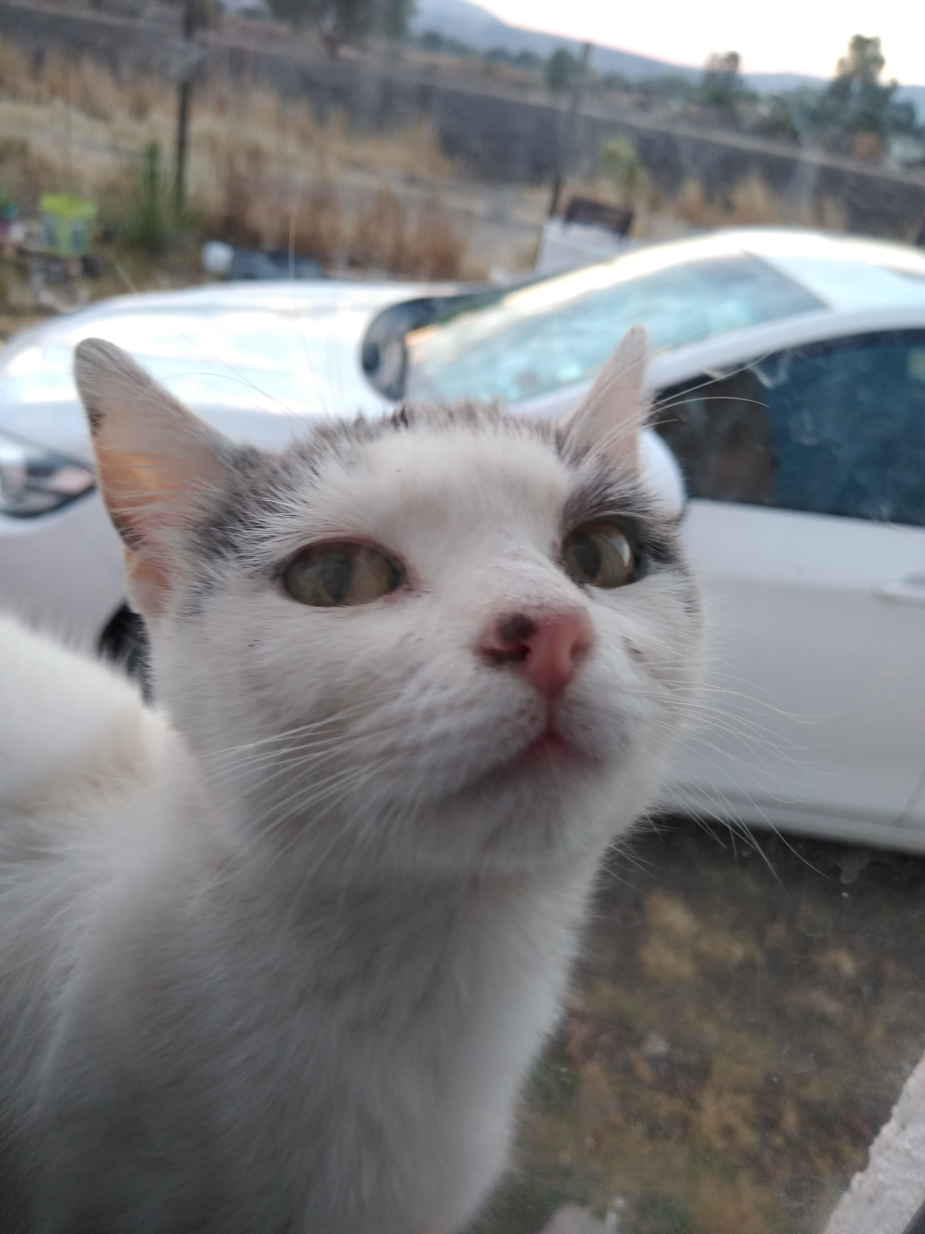 Gato reflejado en auto