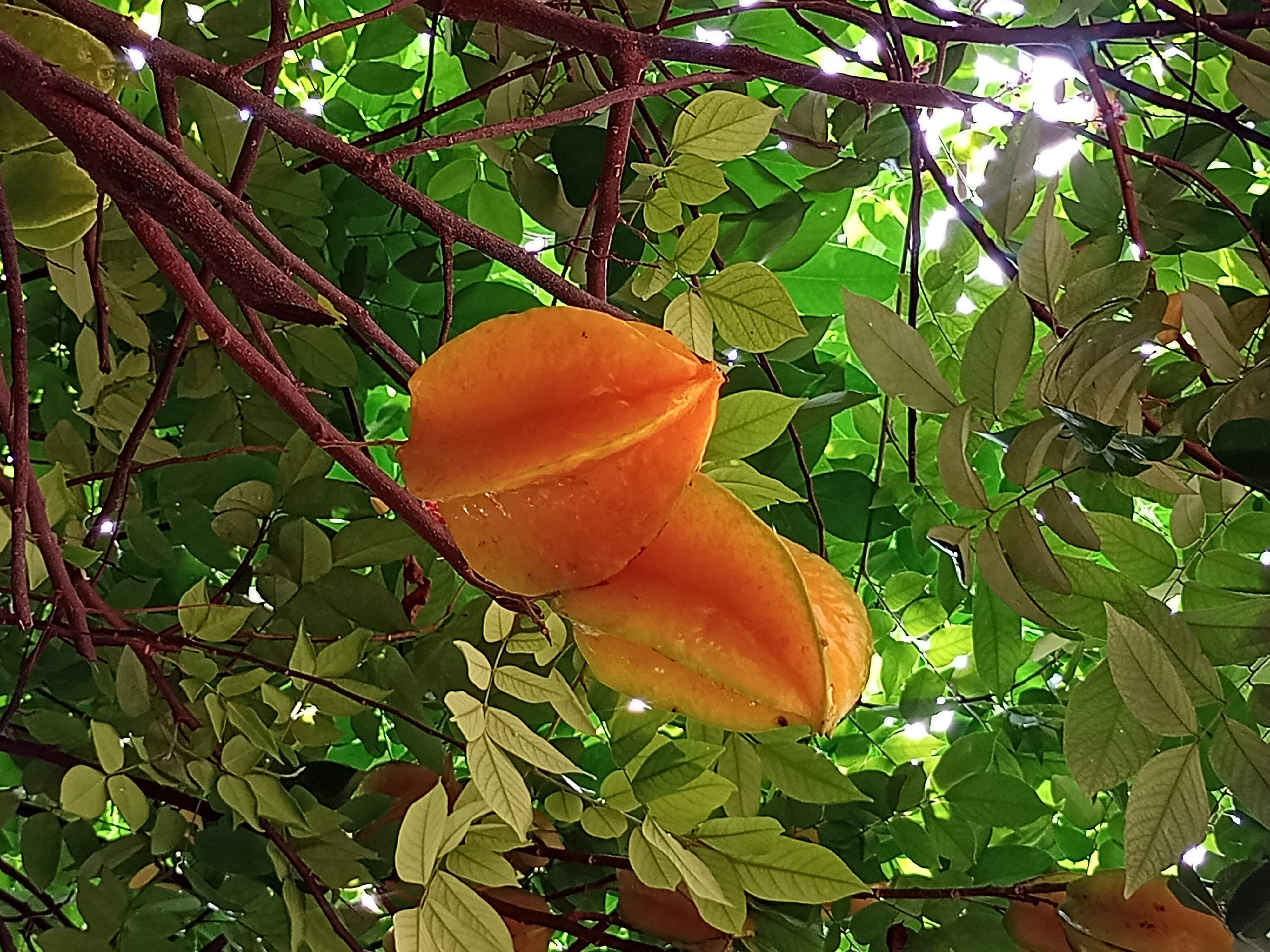 Carambolos