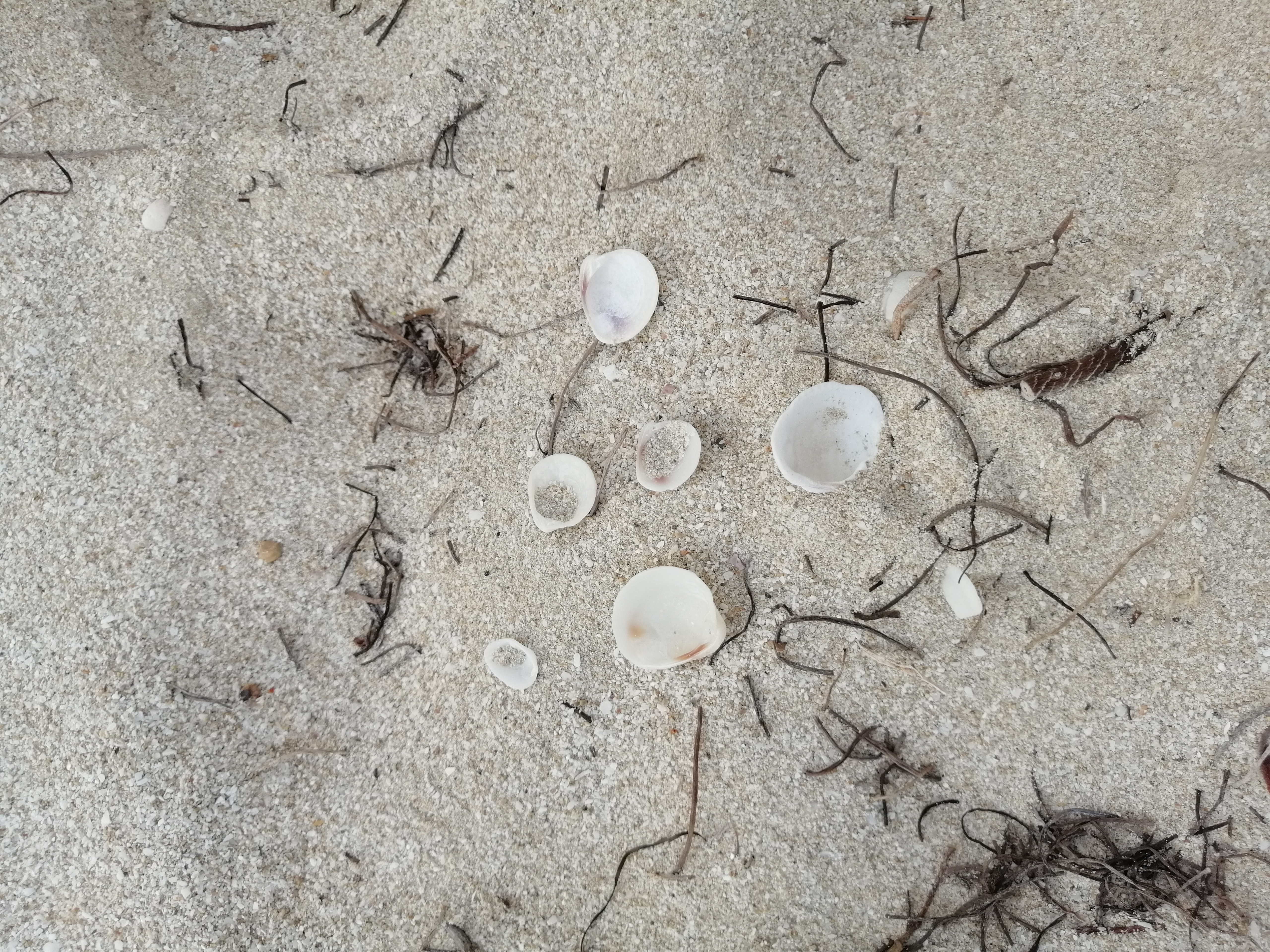 Conchitas
