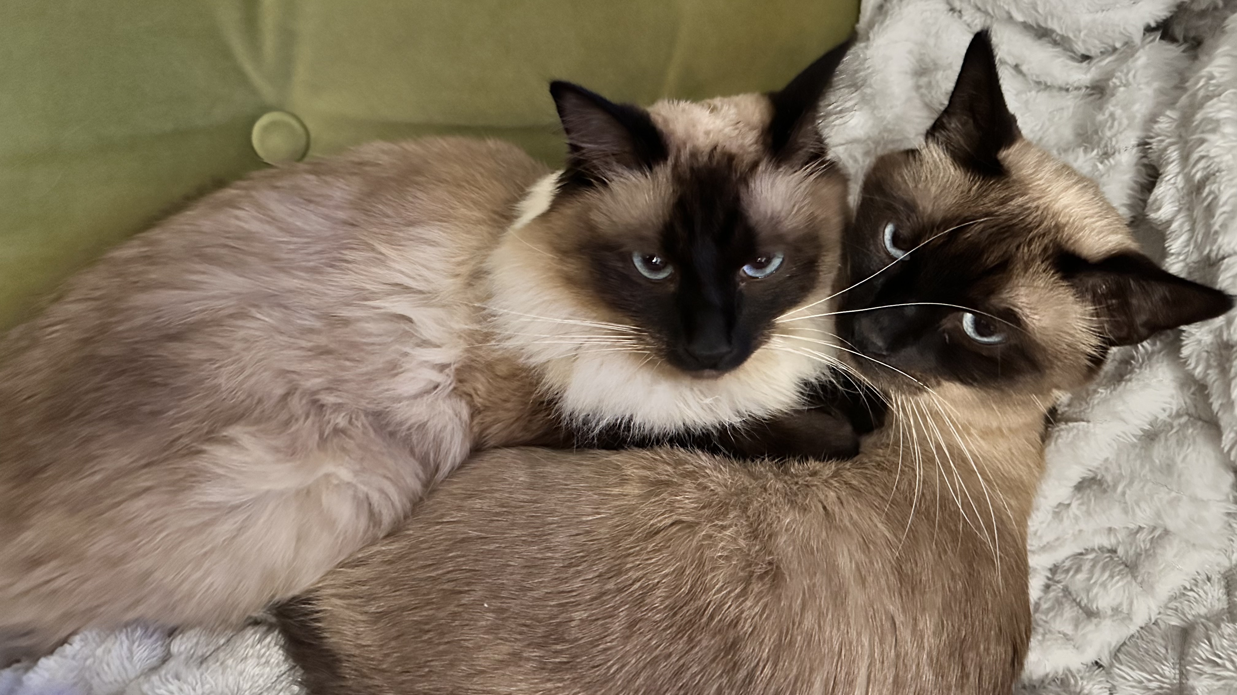 siamese