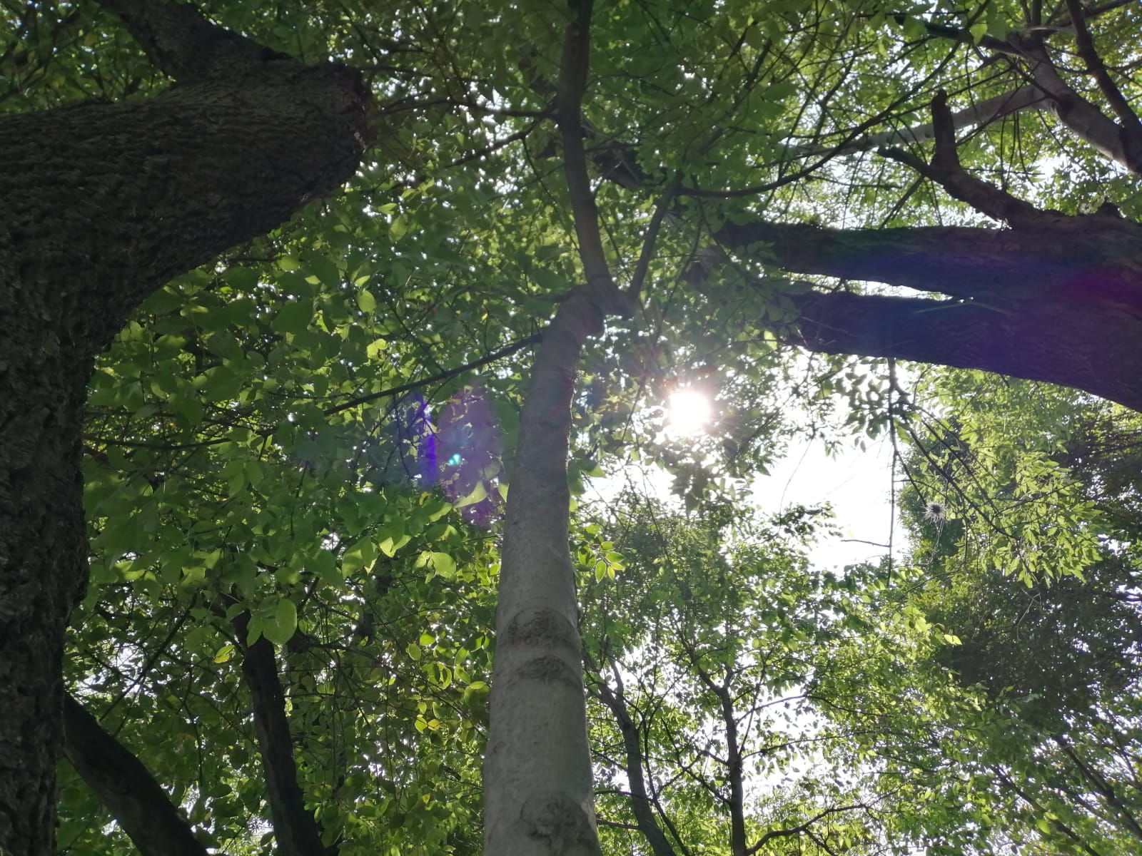 Árbol