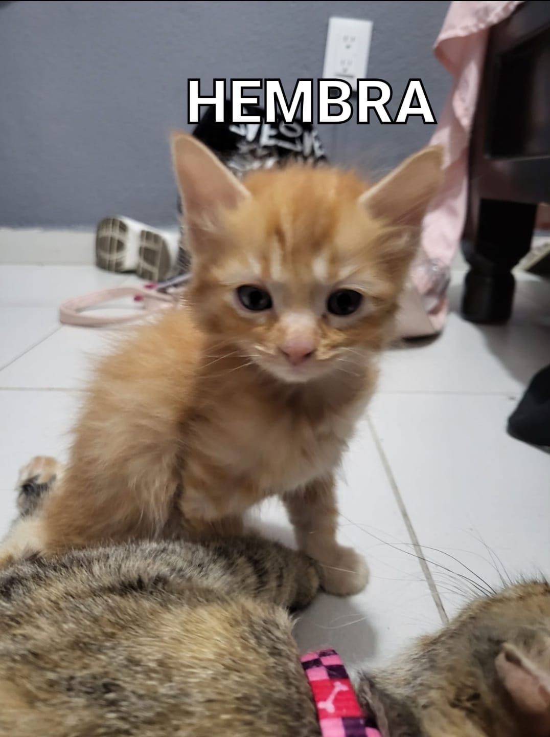 Hembra