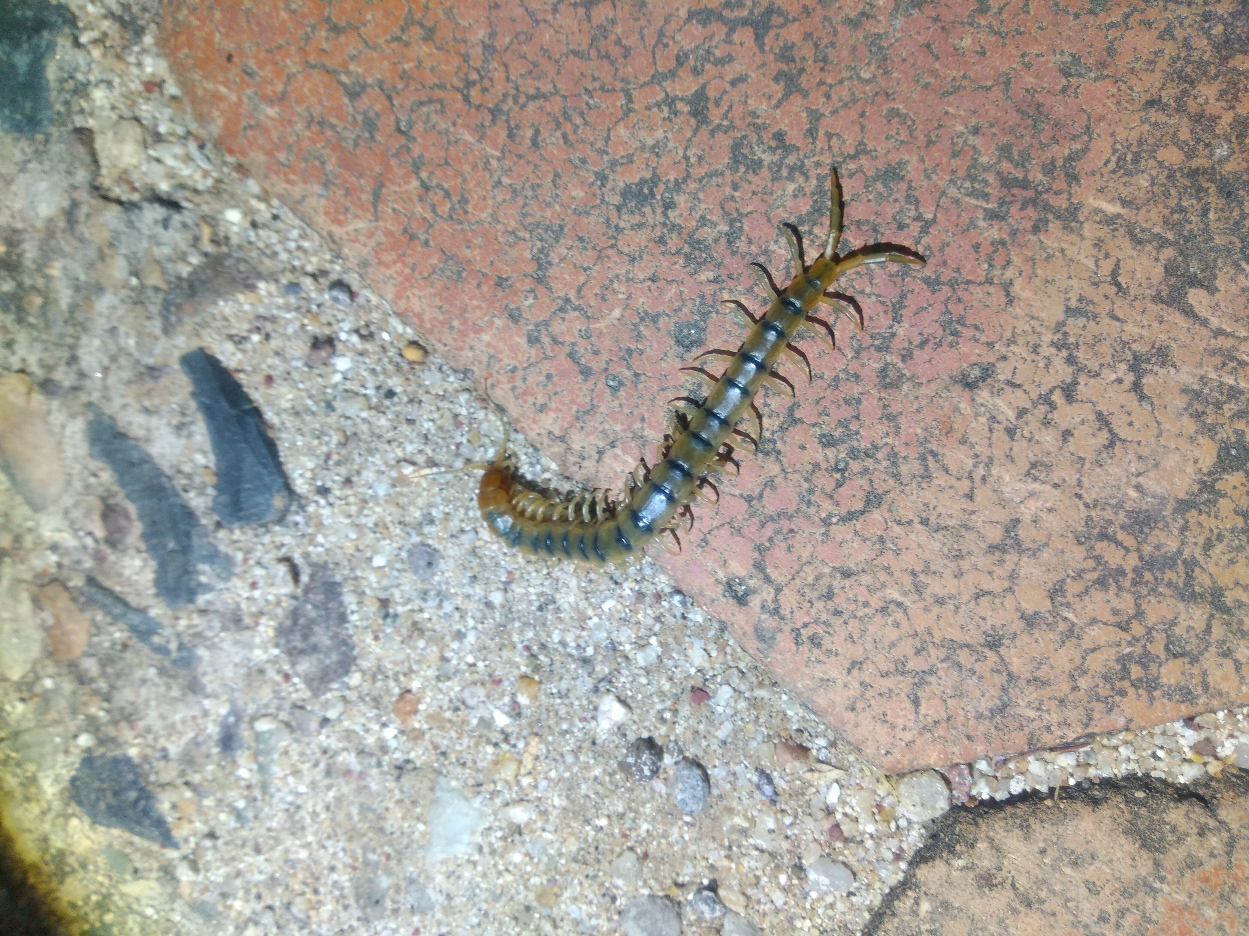 Cienpiés Aventurero