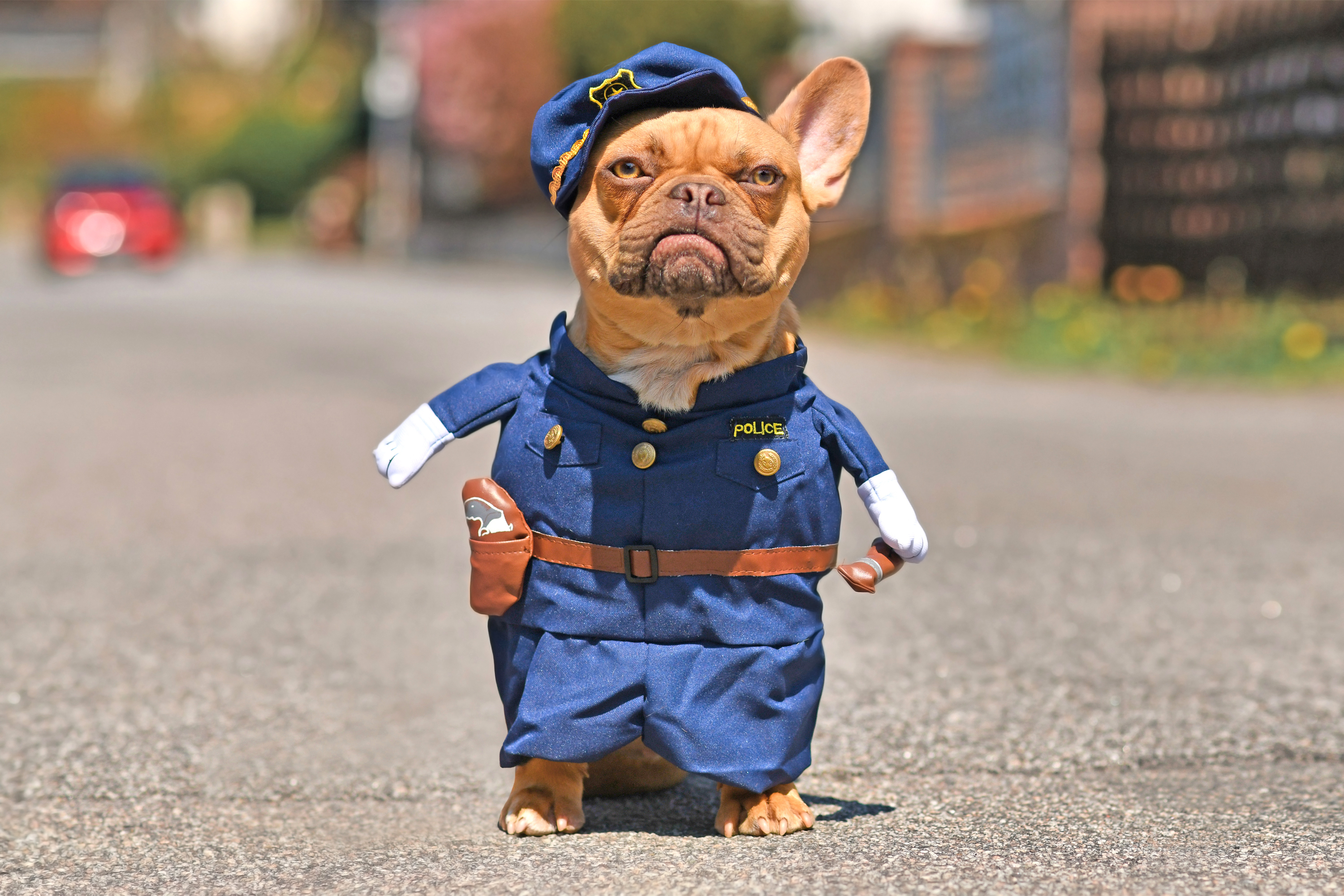 Perro policia