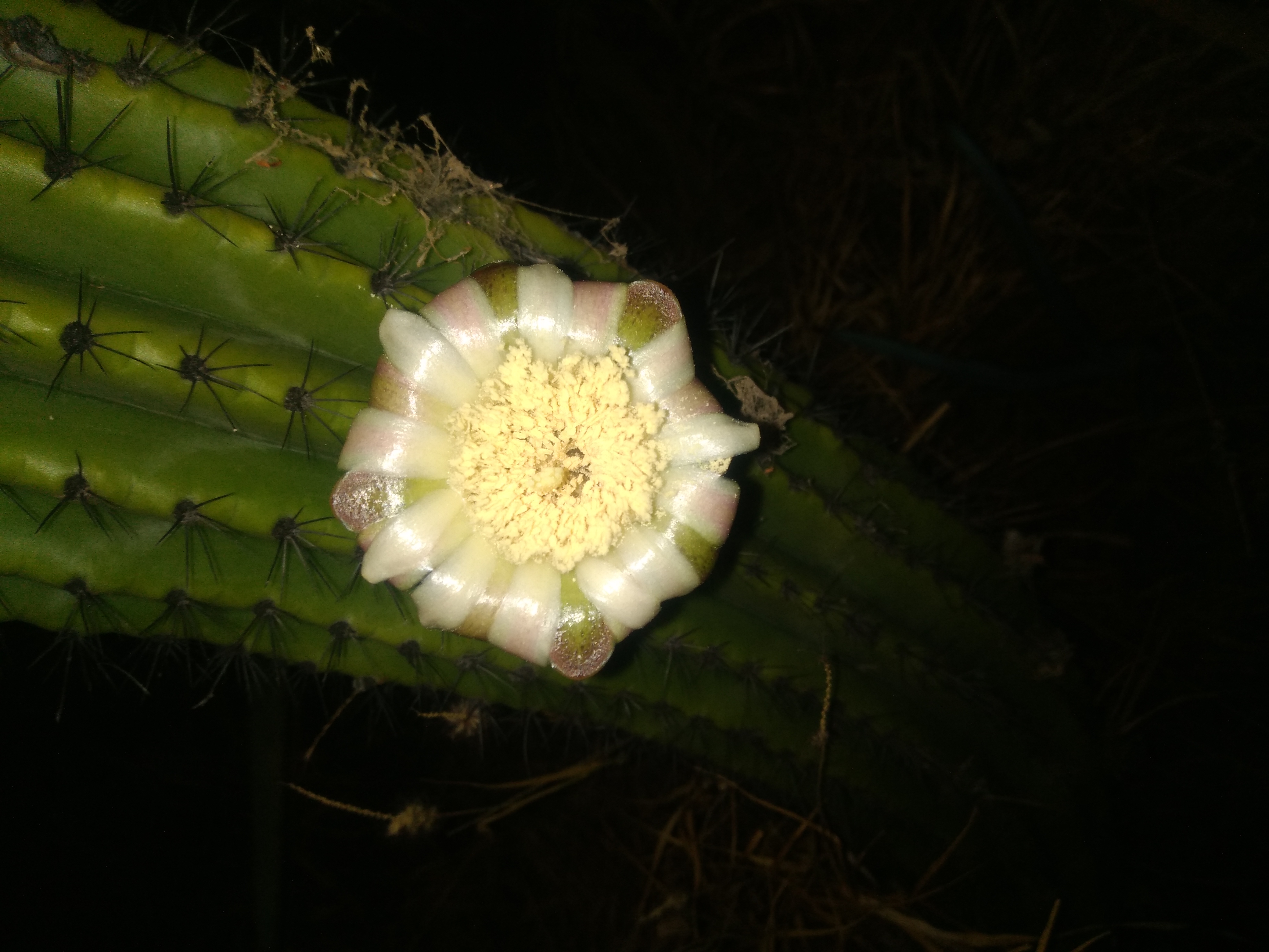 Flor de Sahuaro
