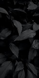 Plantas
