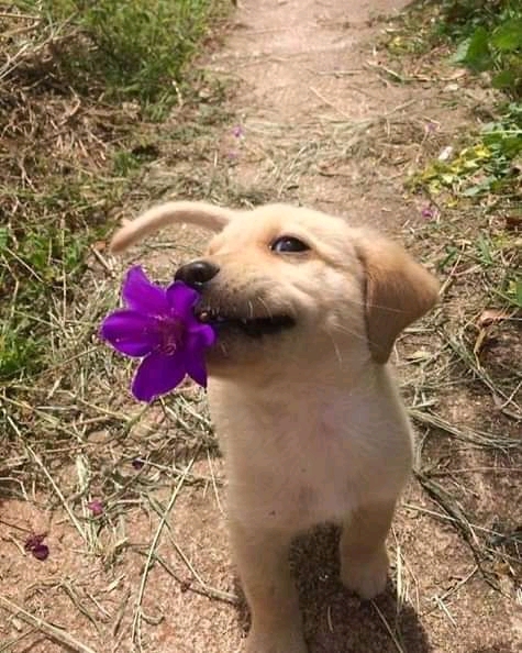 Toma una flor !