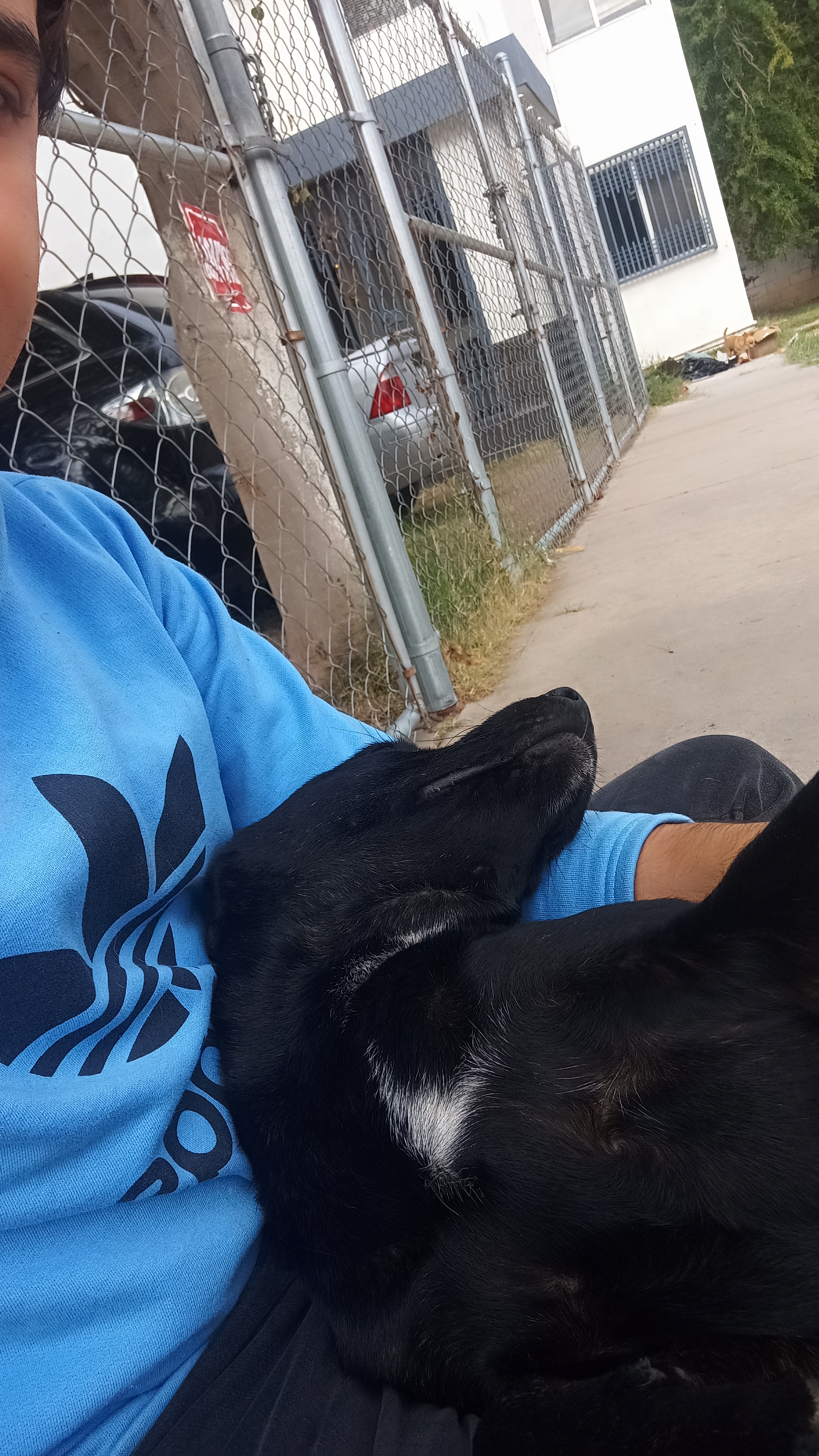 pet lover