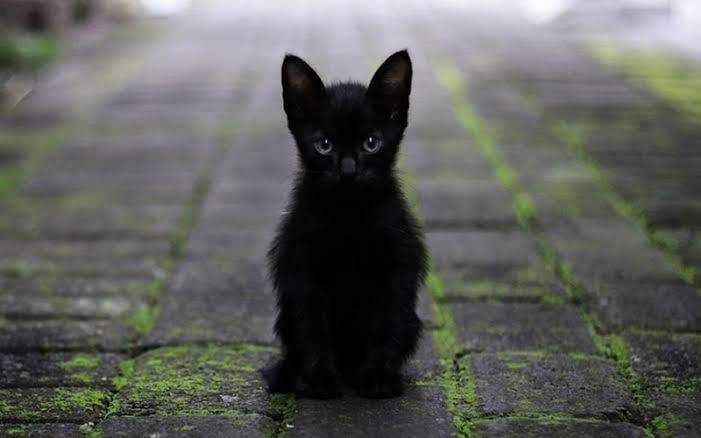 Negrito