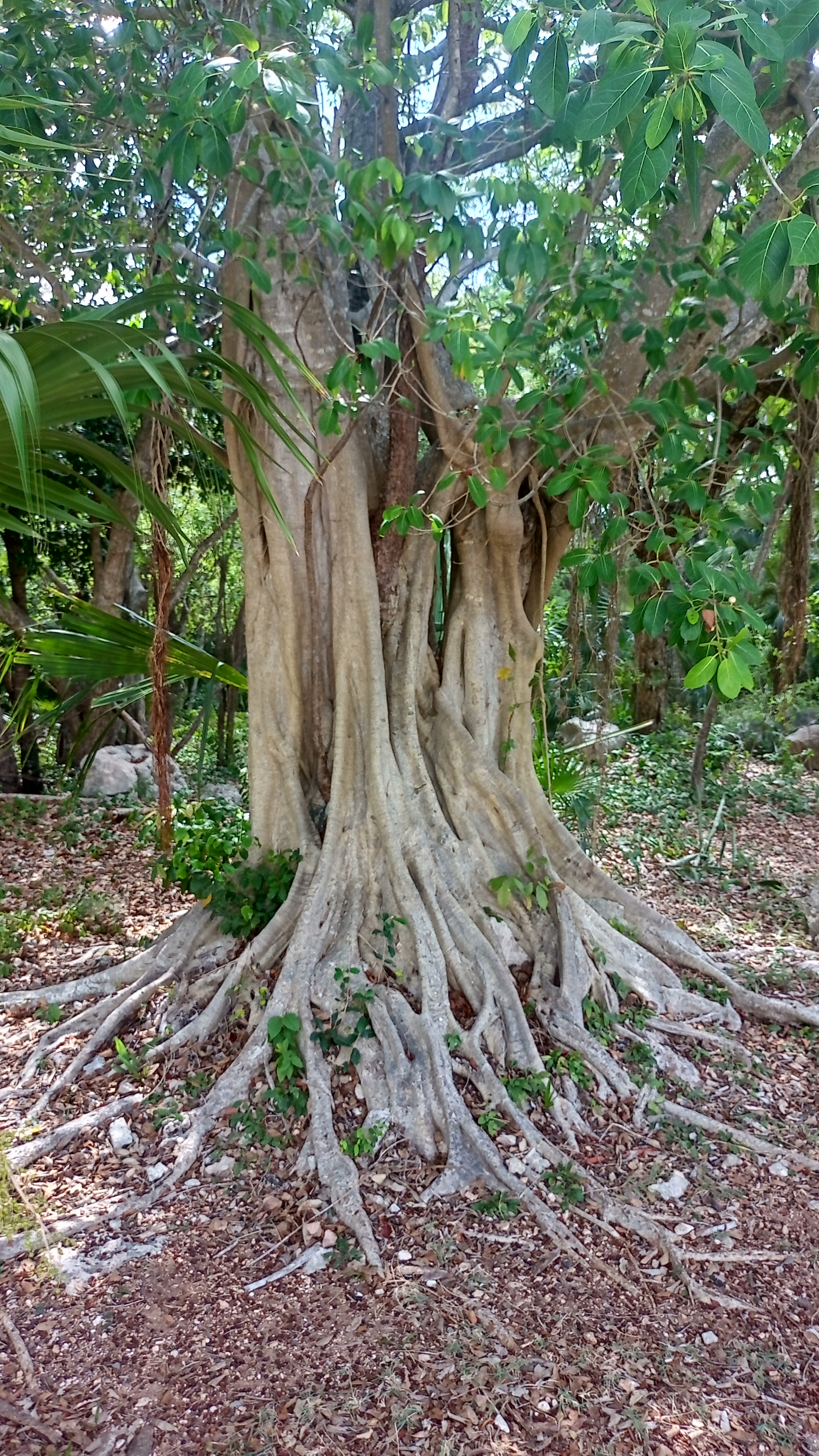 Rooty Tree