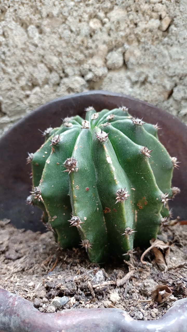 Cactus