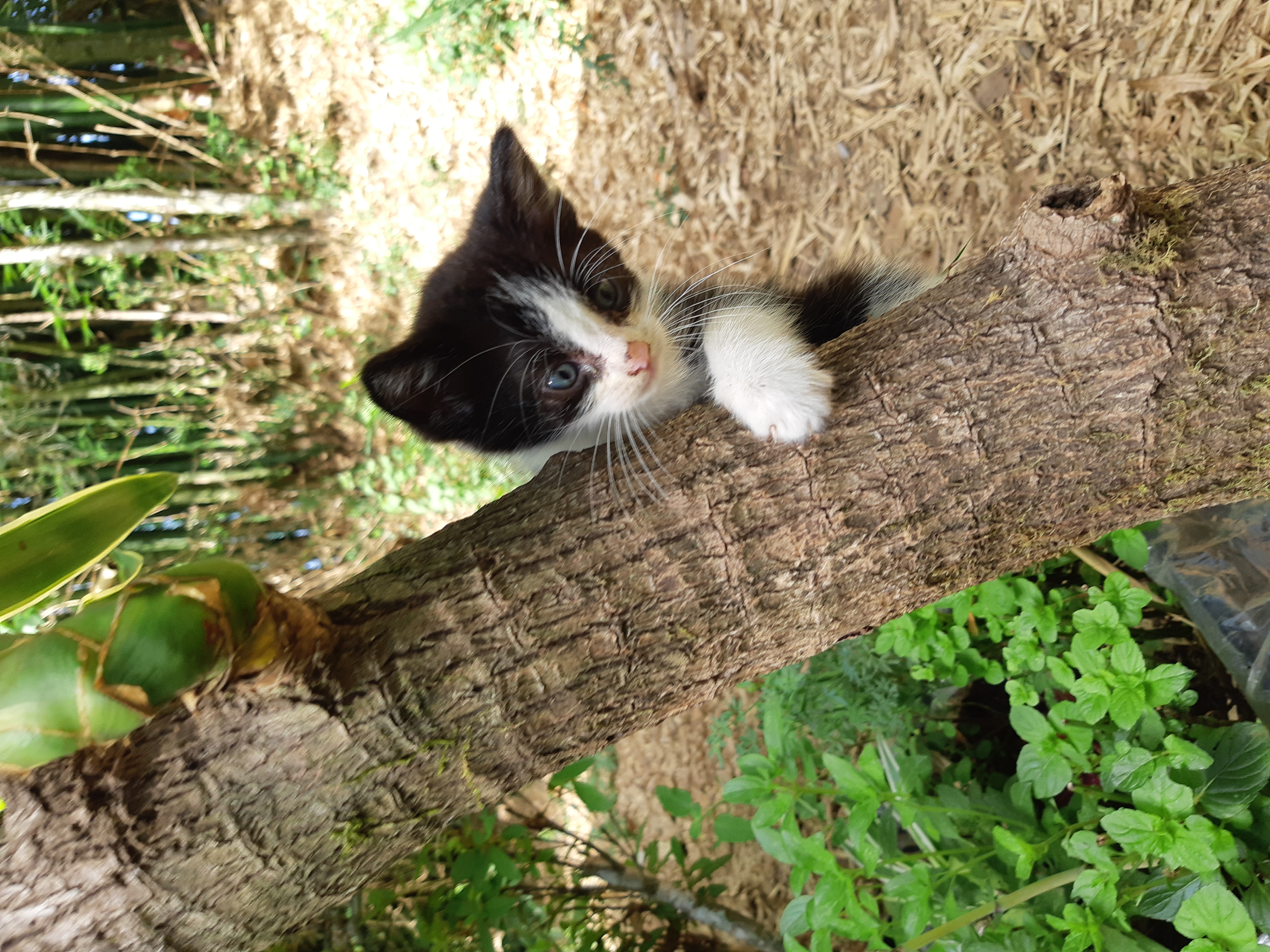 El gato no es como lo pintan