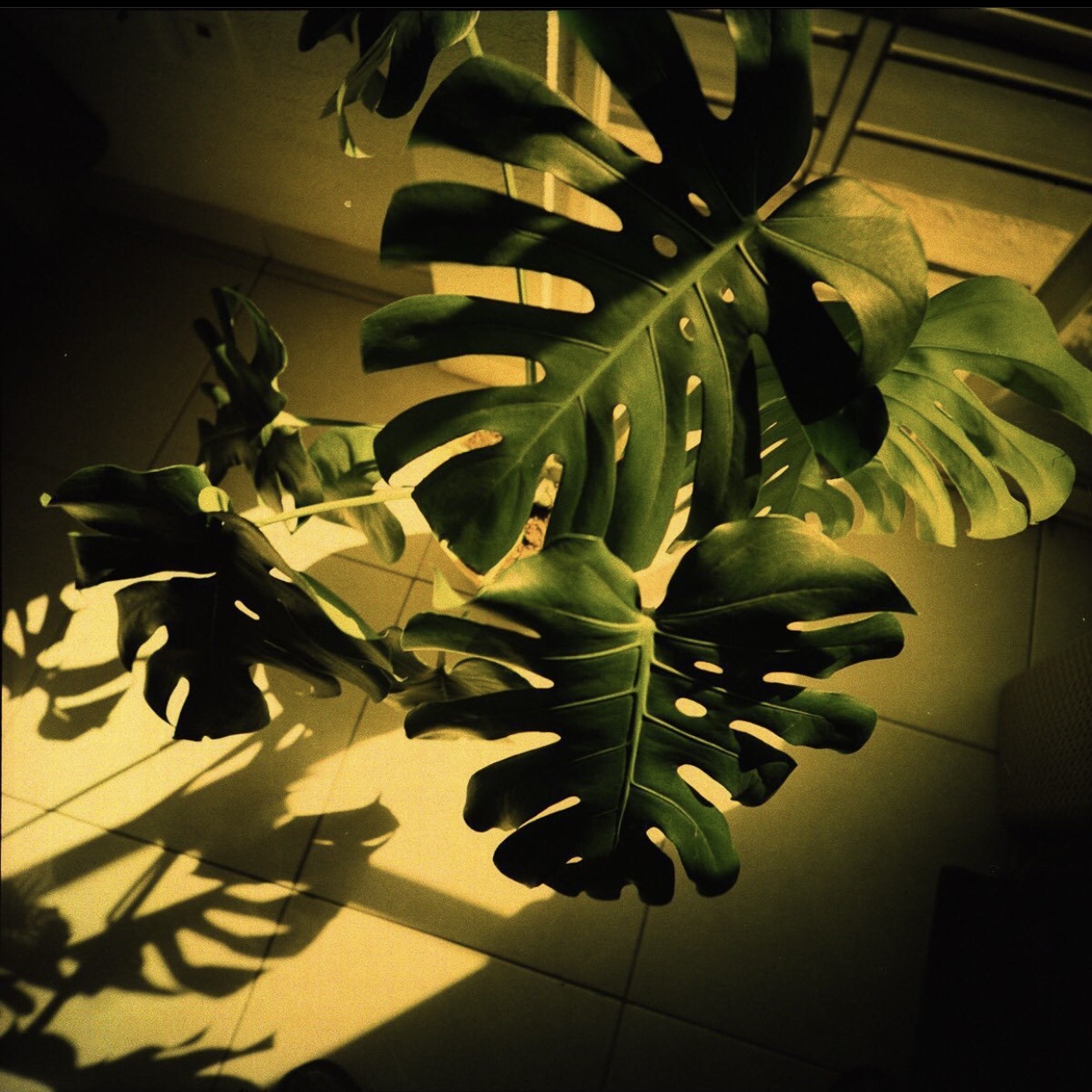 Planta en el atardecer