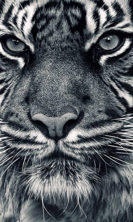 El Rey León molesto