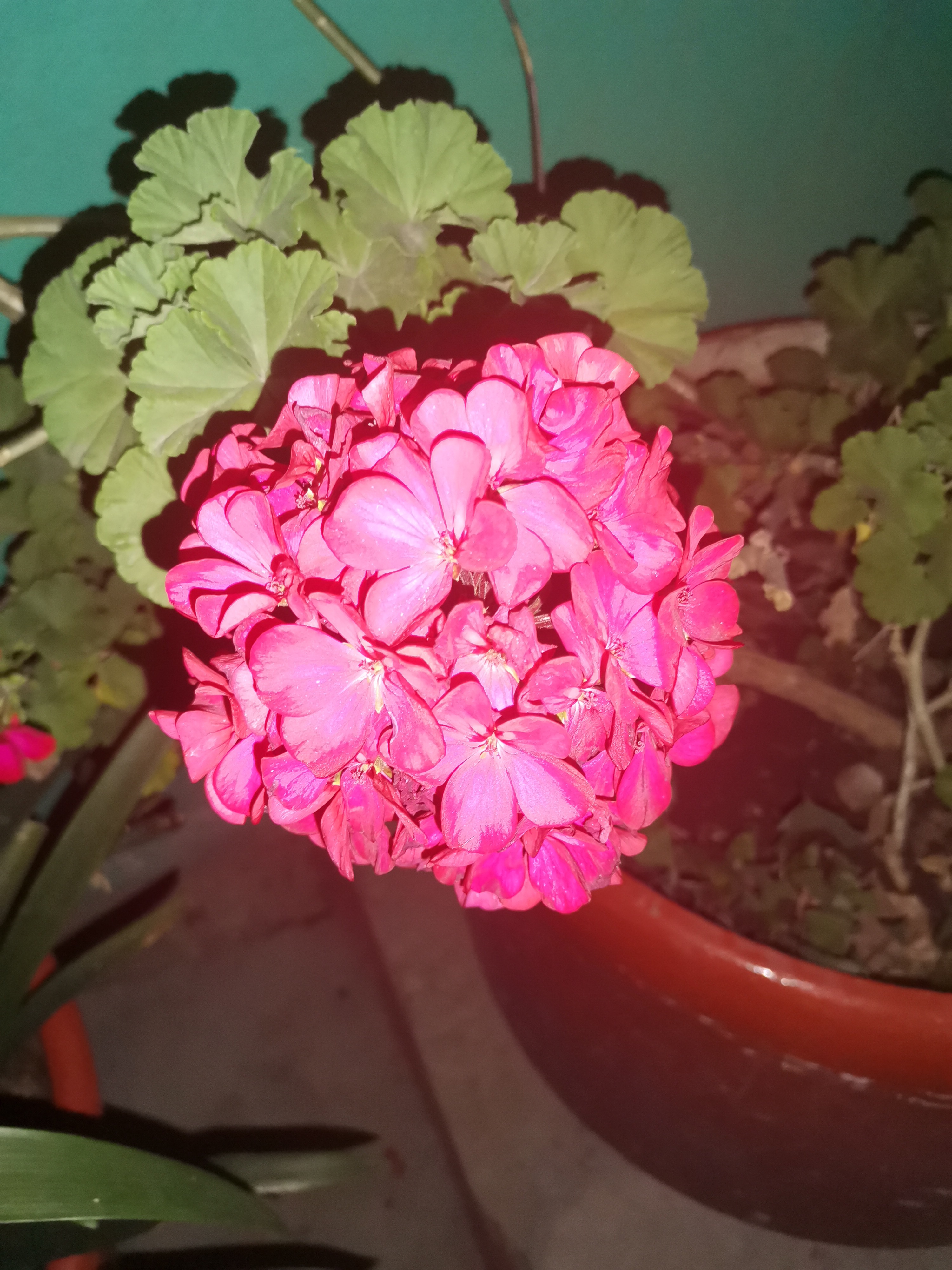 Flores