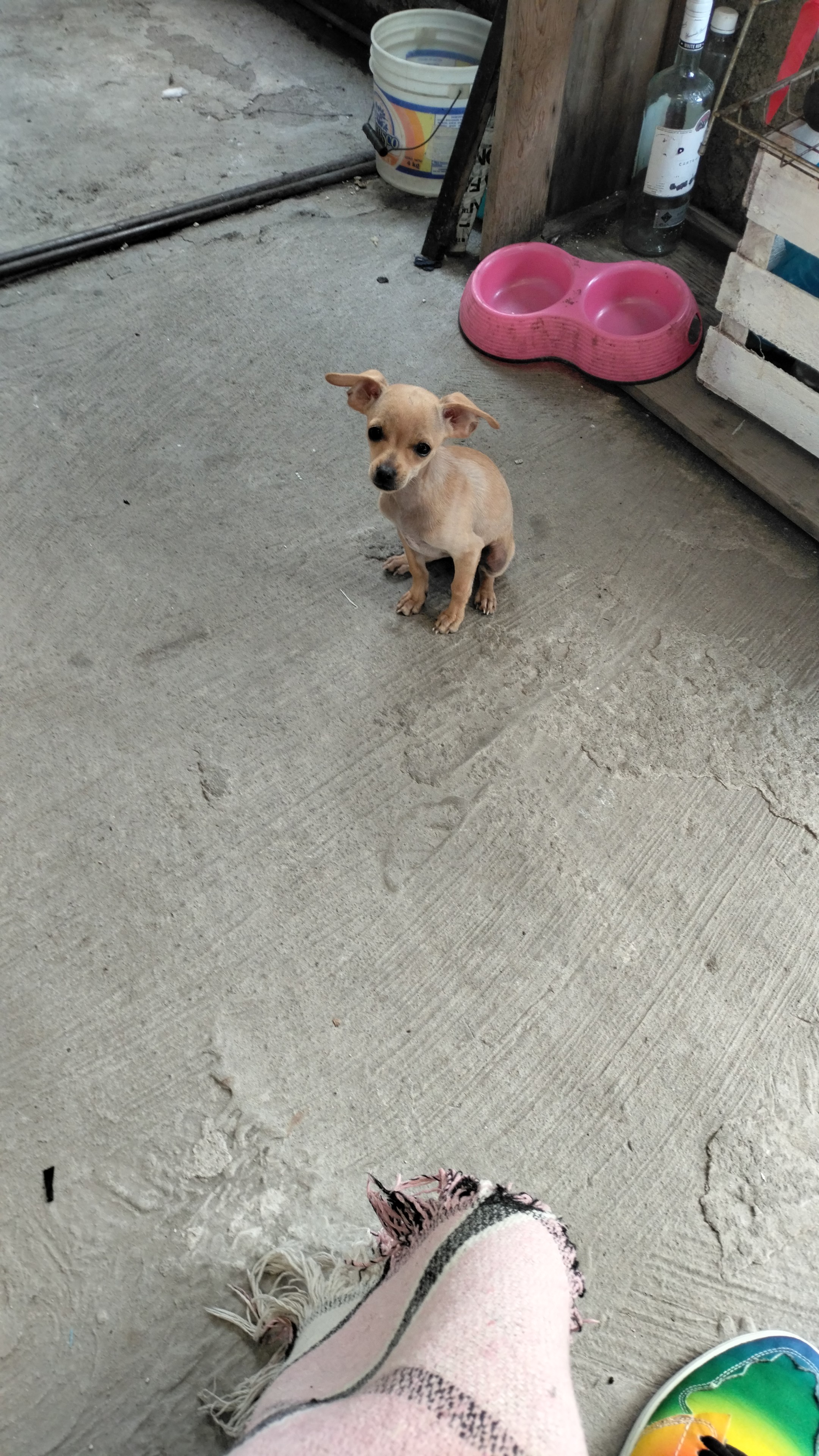 M pequeña hermosa la Dubby