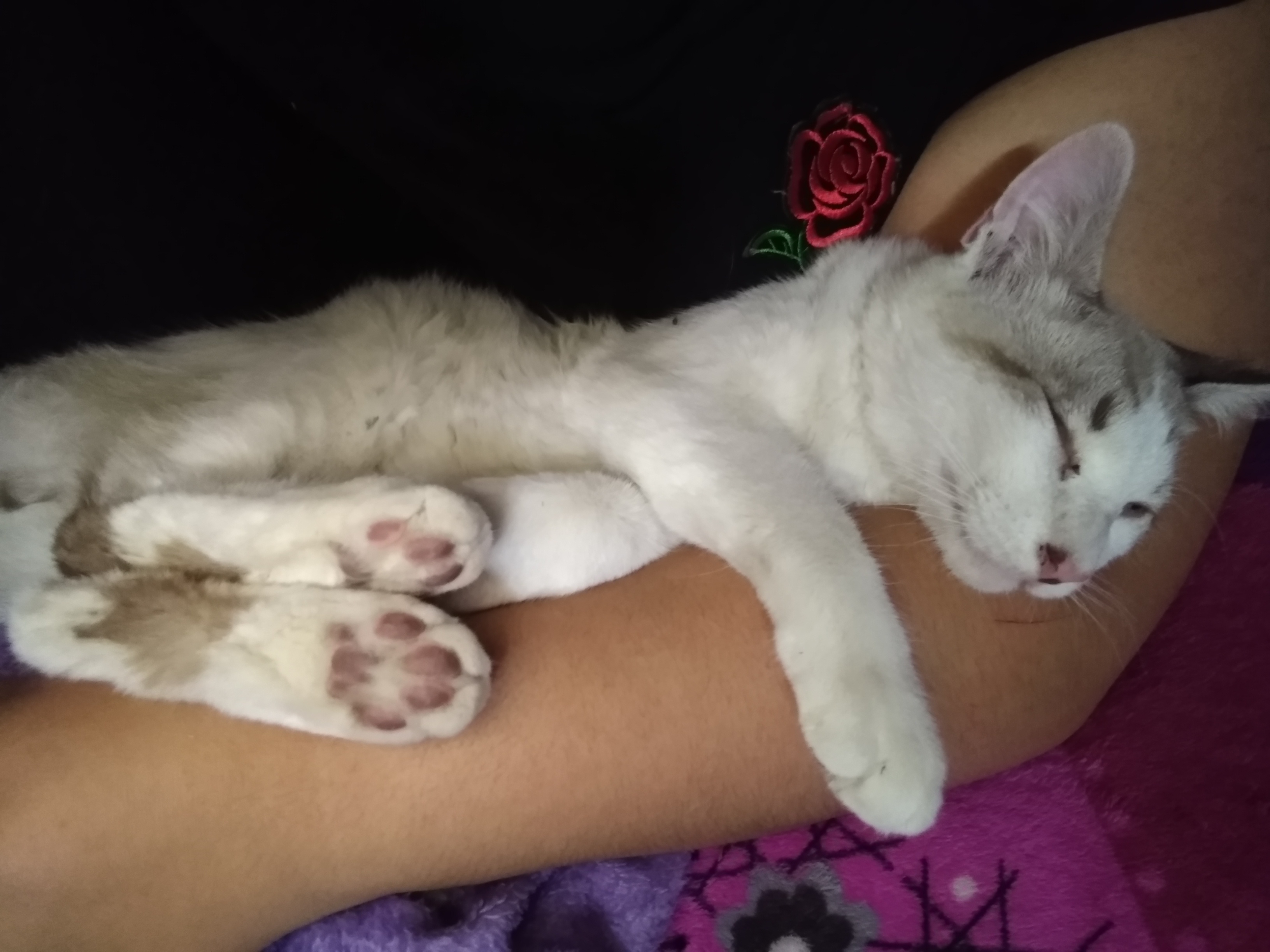 Dormido