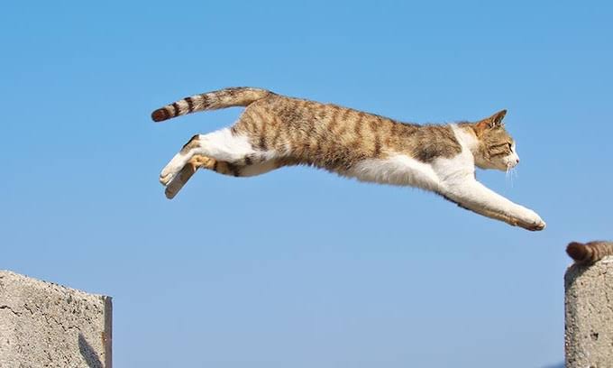 The Flying Cat