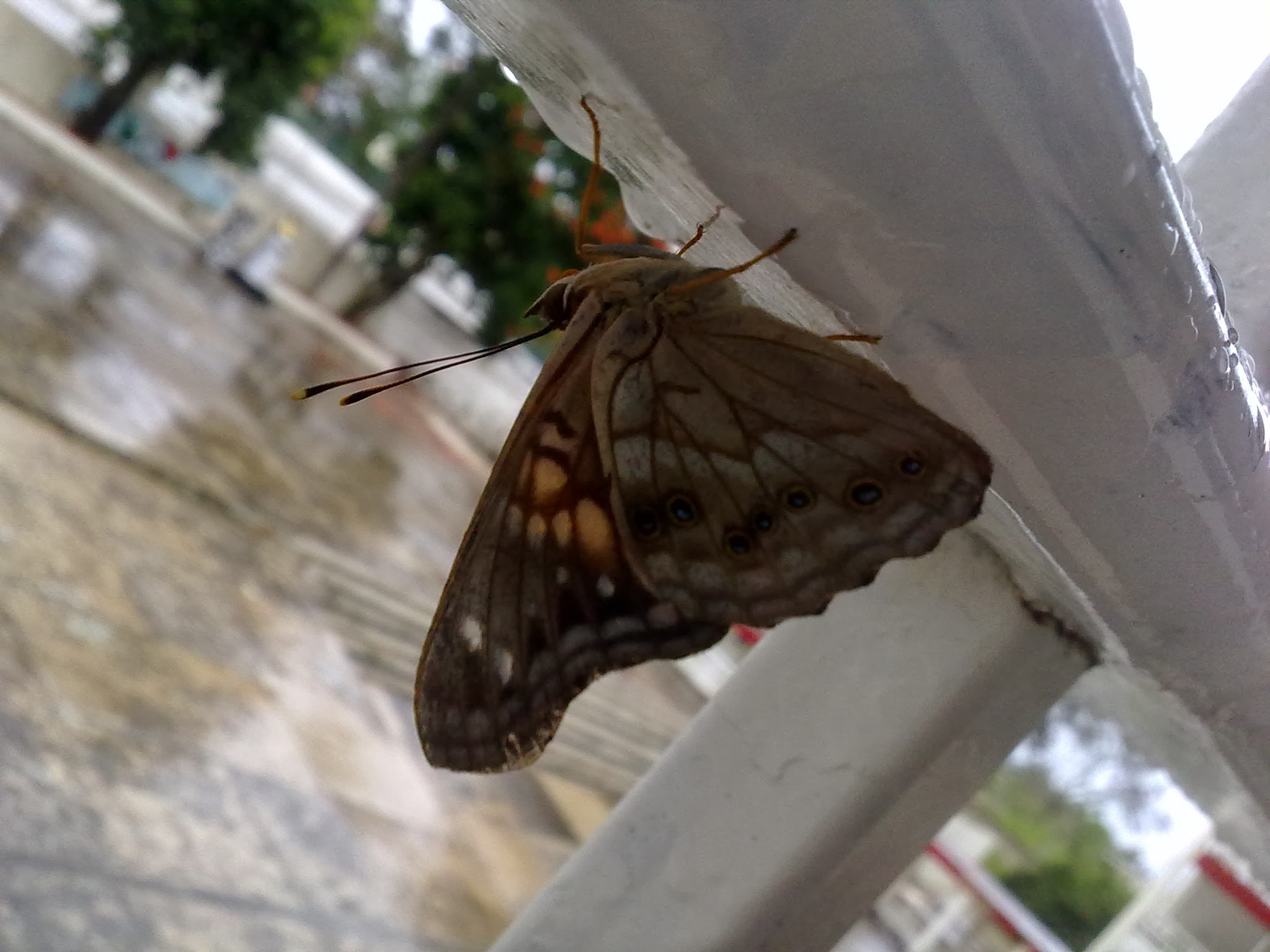 Bajo la lluvia