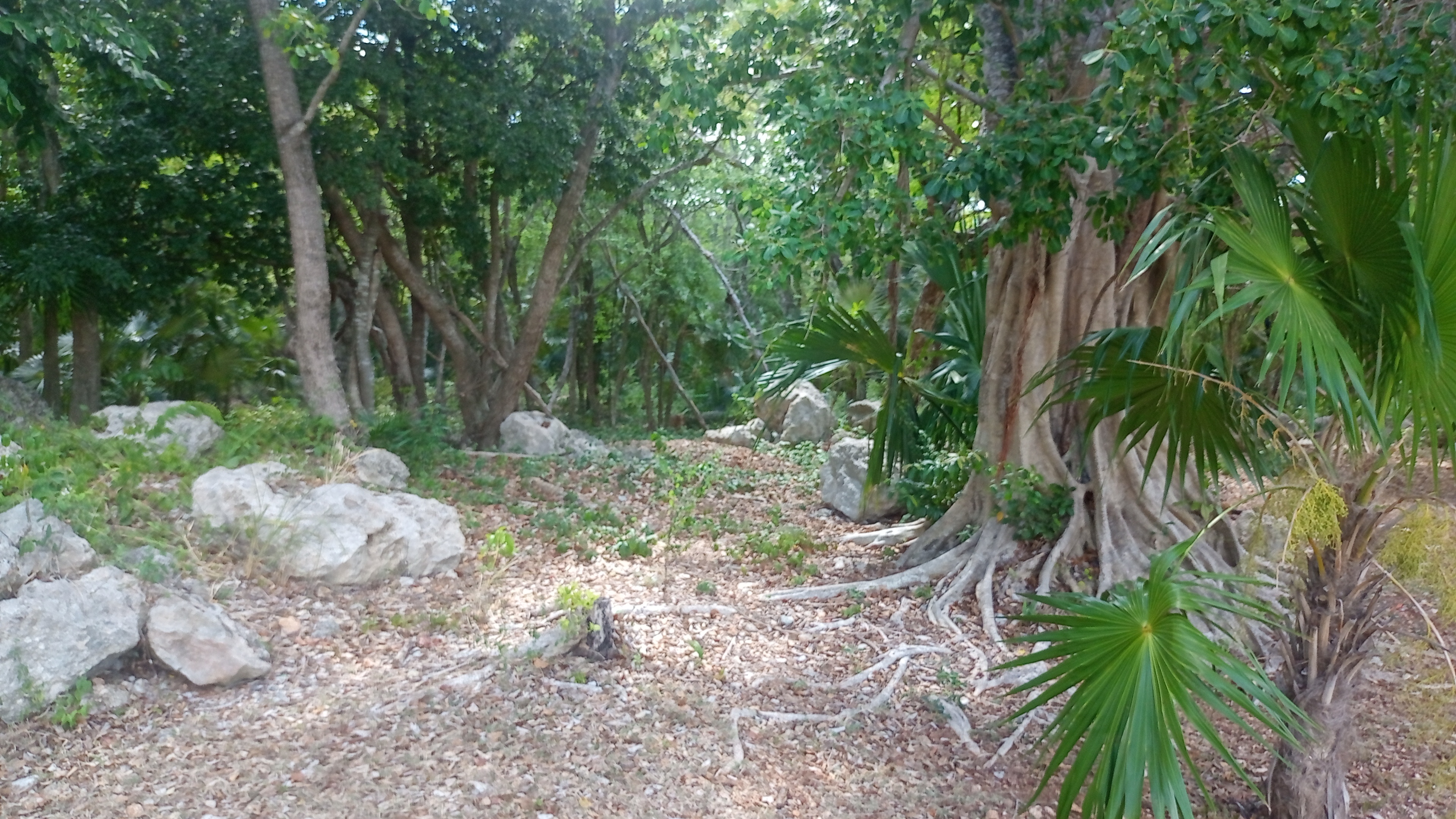 Rocky Path