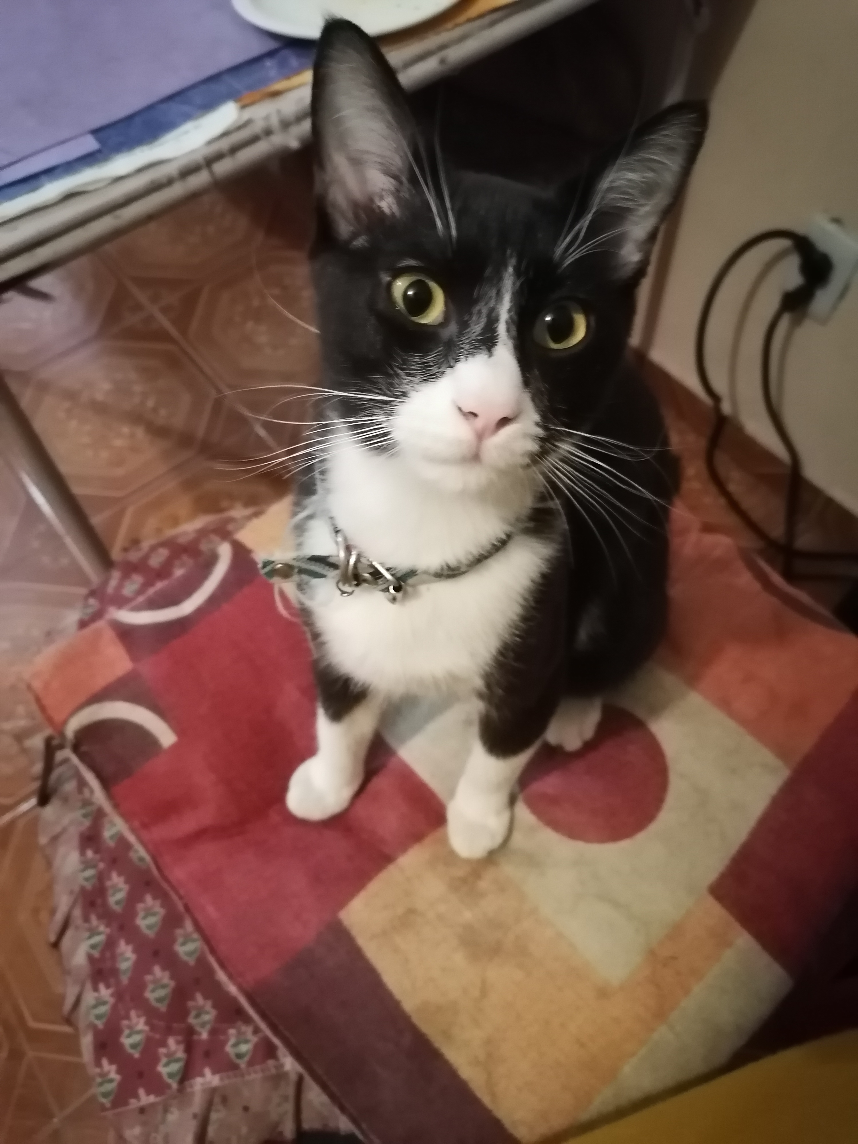 Gatito Levi