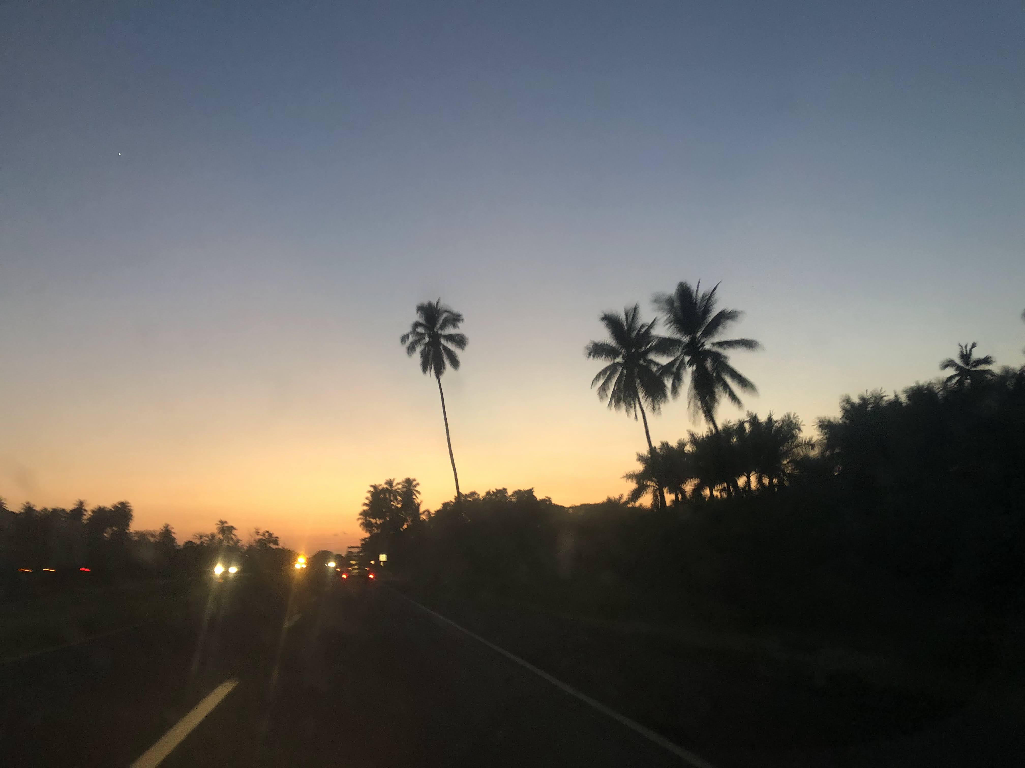 Palmeras en el Atardecer