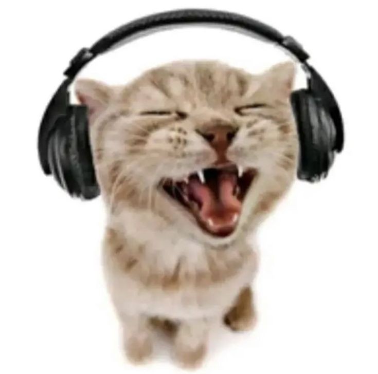 Gato maullando