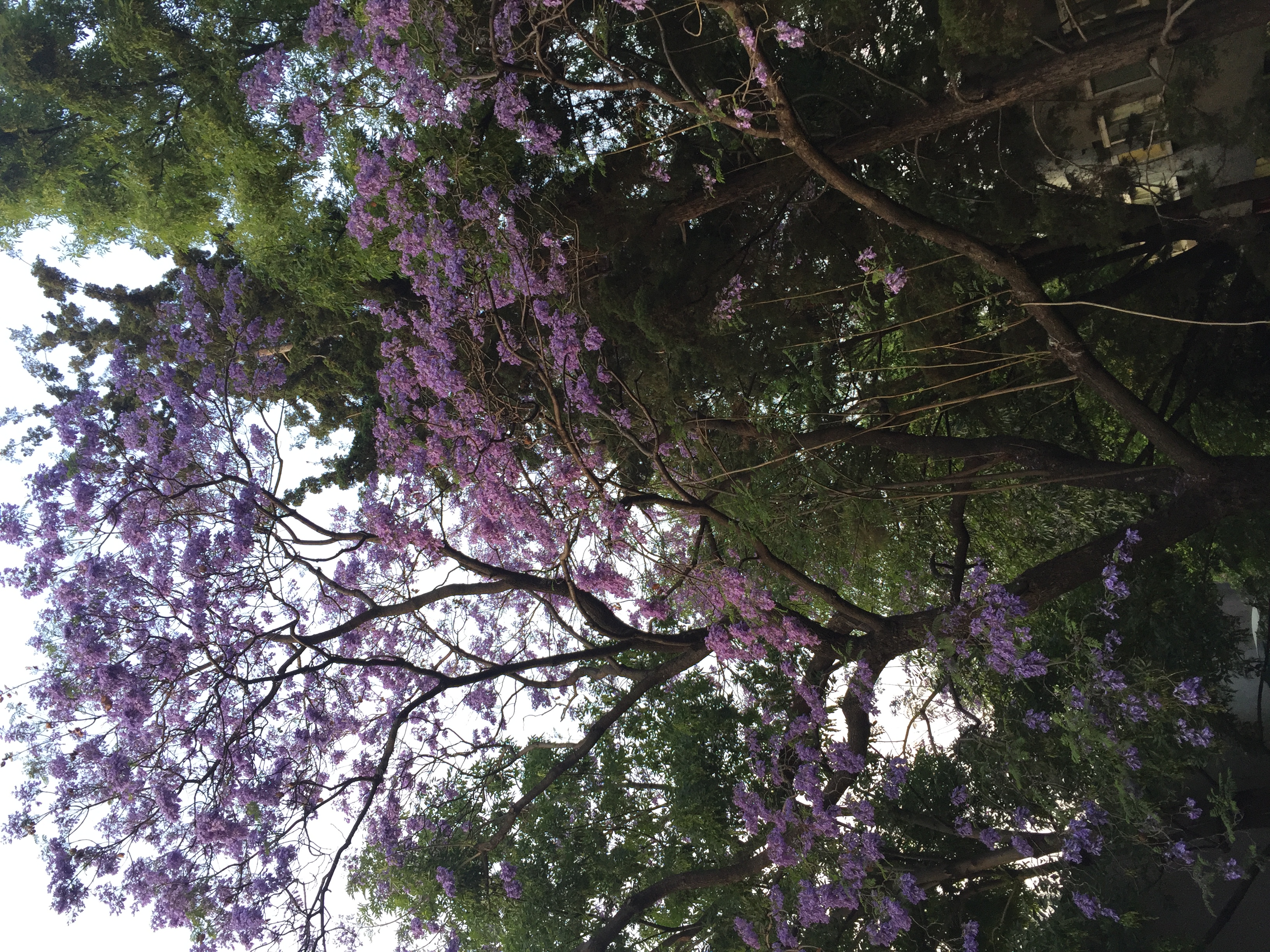 Jacarandas Chintololas