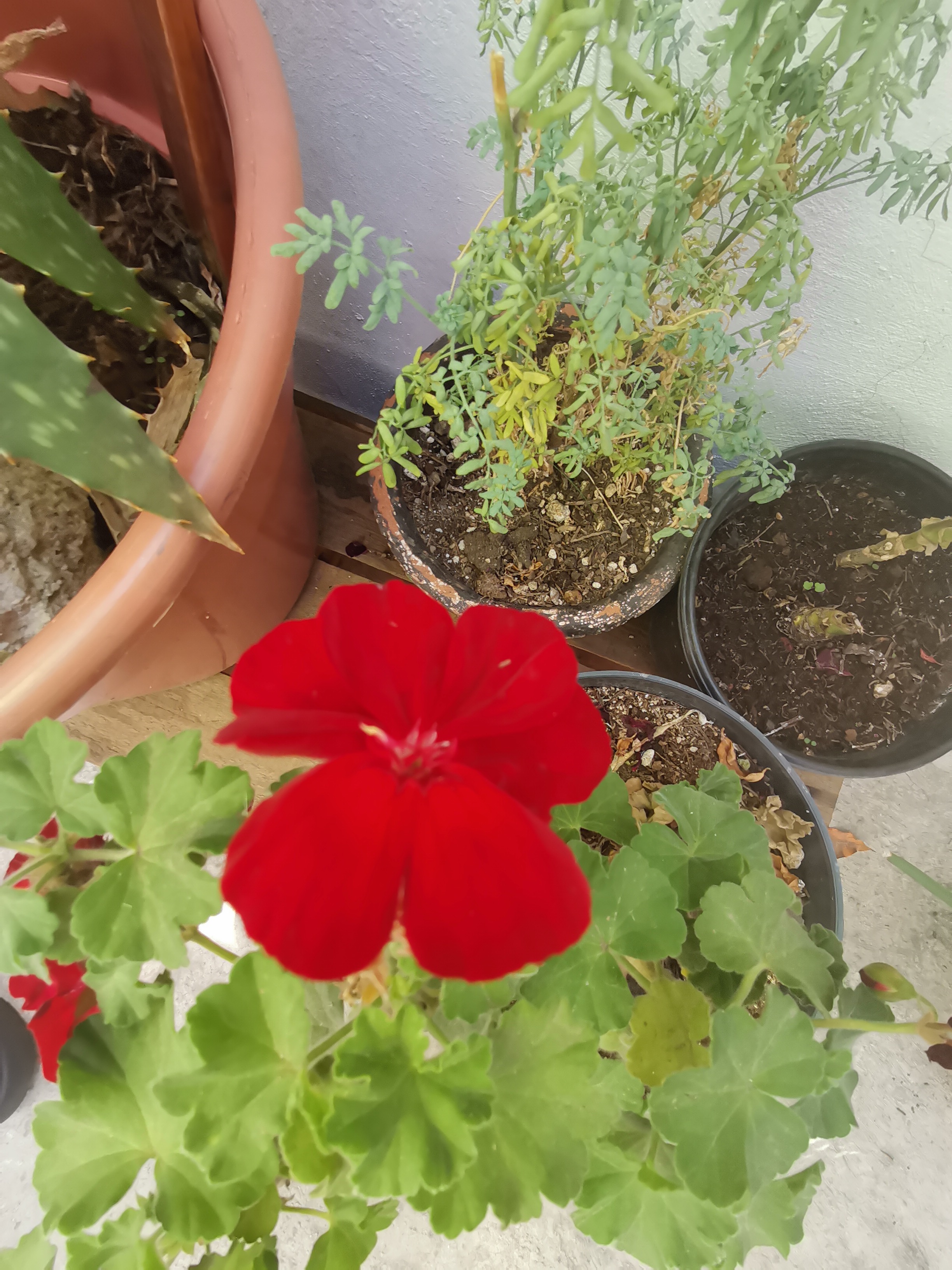 Rojo