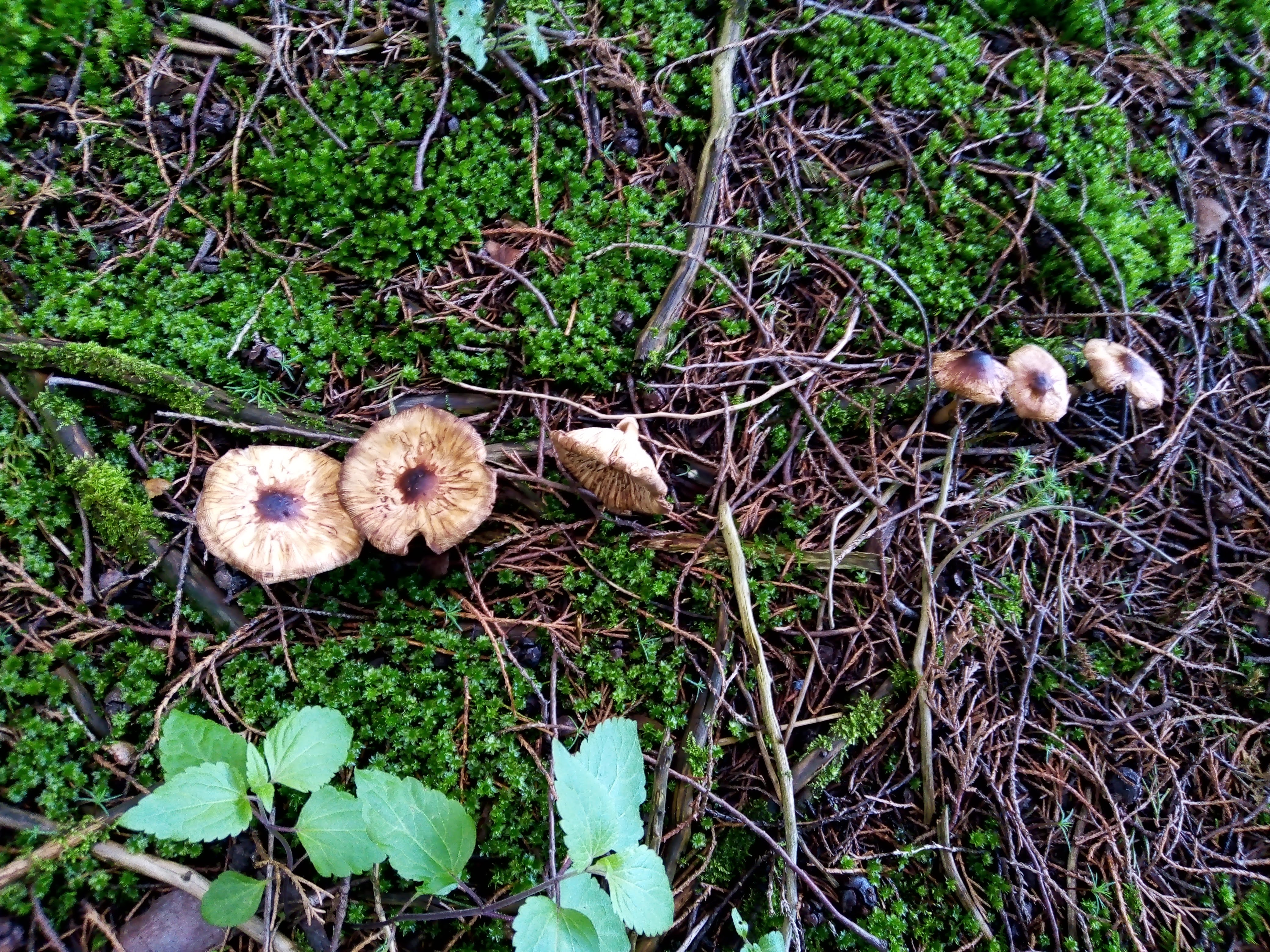 Mushrooms