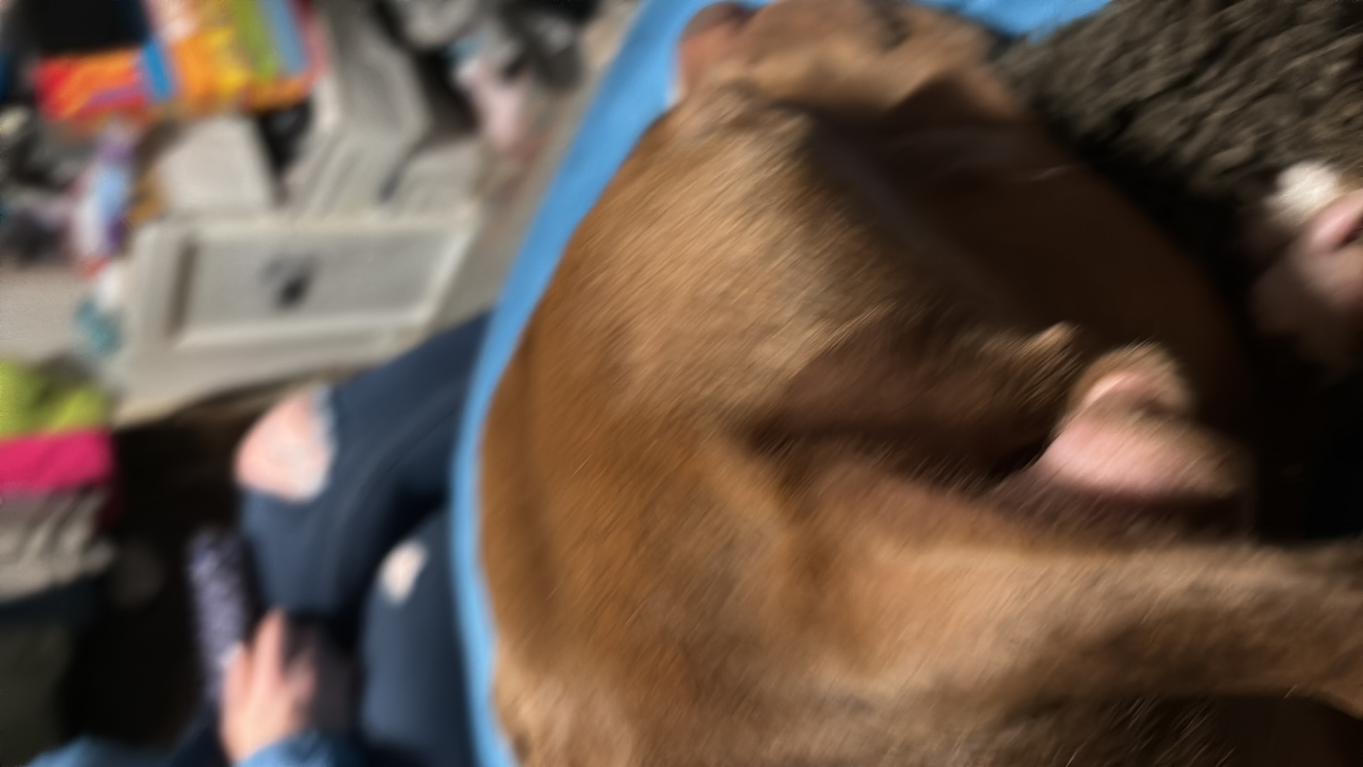 big dog