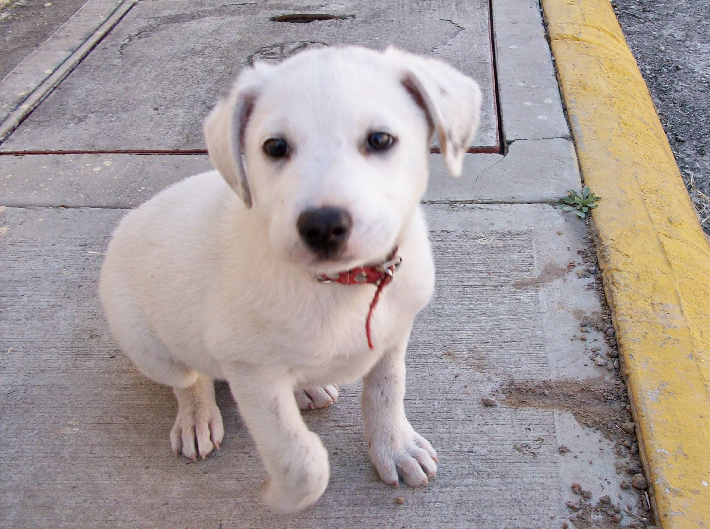 Dalila