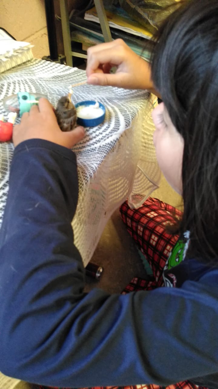 Dando d comer