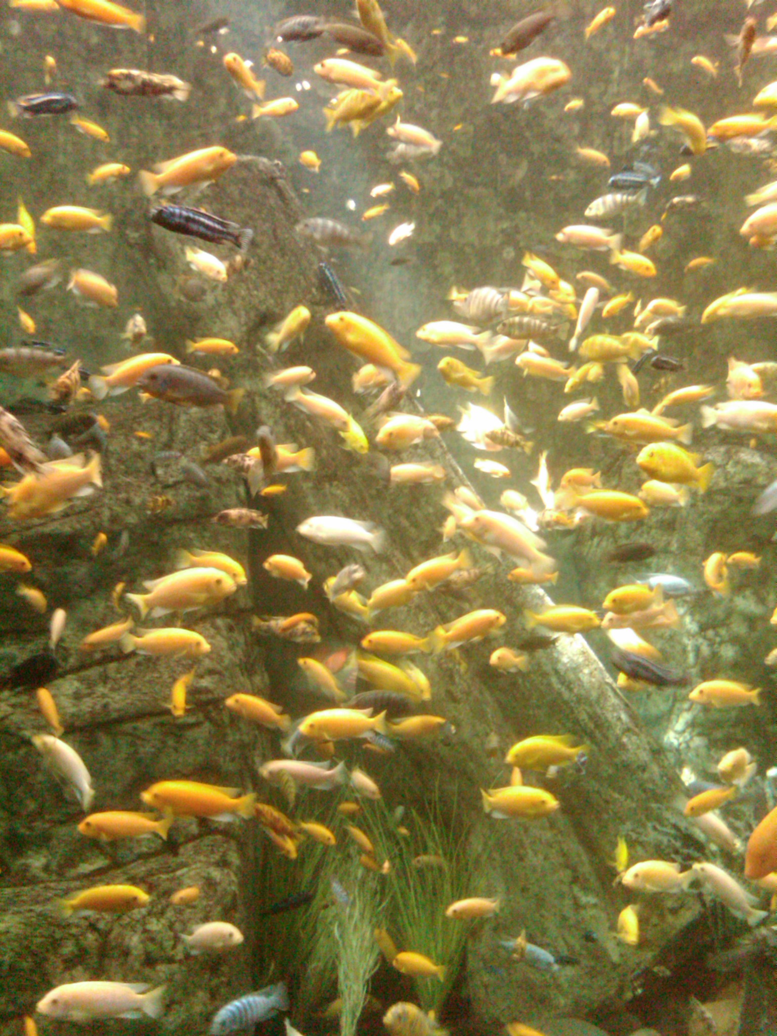 Peces dorados.